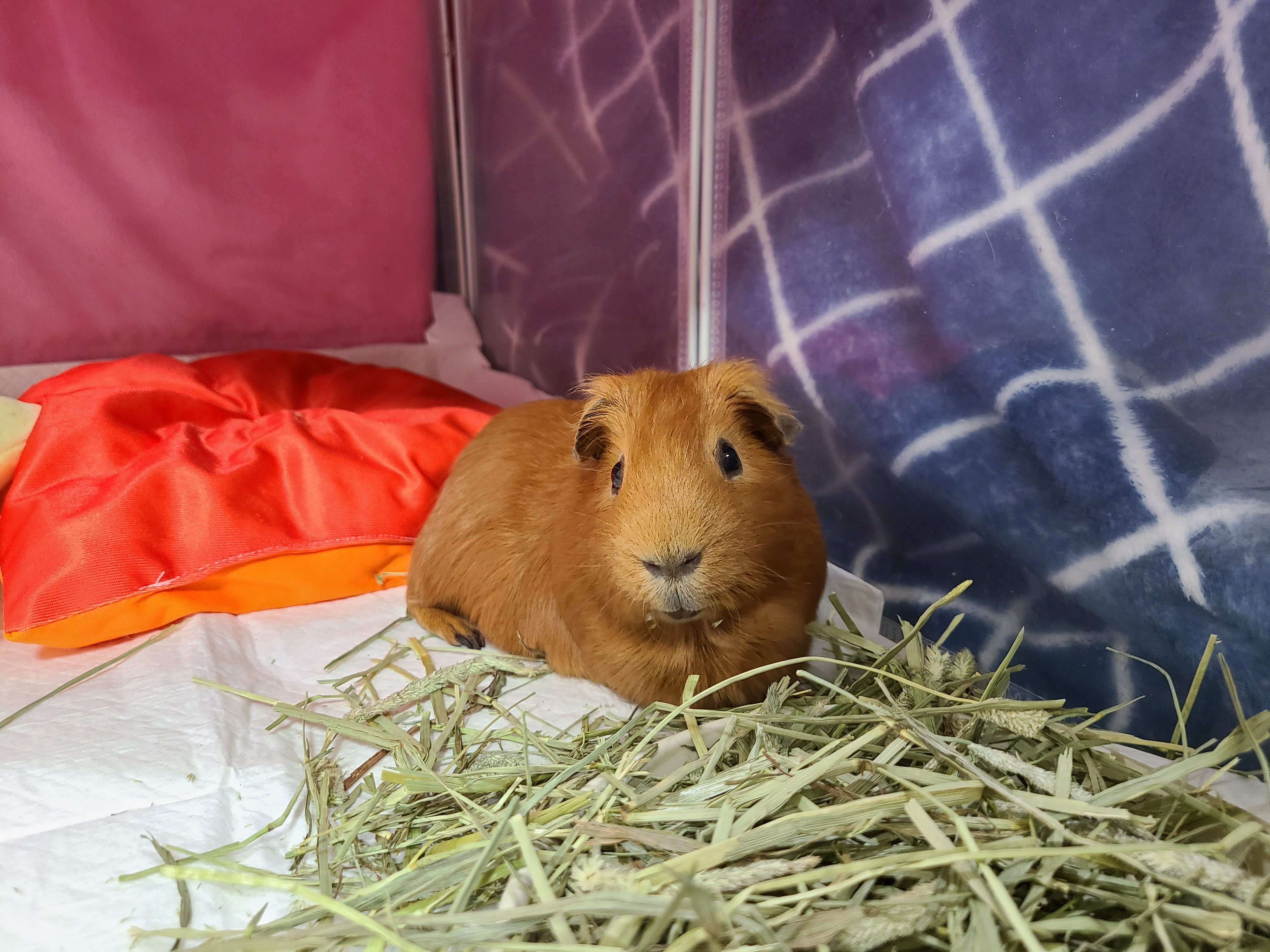 기니피그 마론(구. 귀염)&크림(구. 기니) 1,000일 !