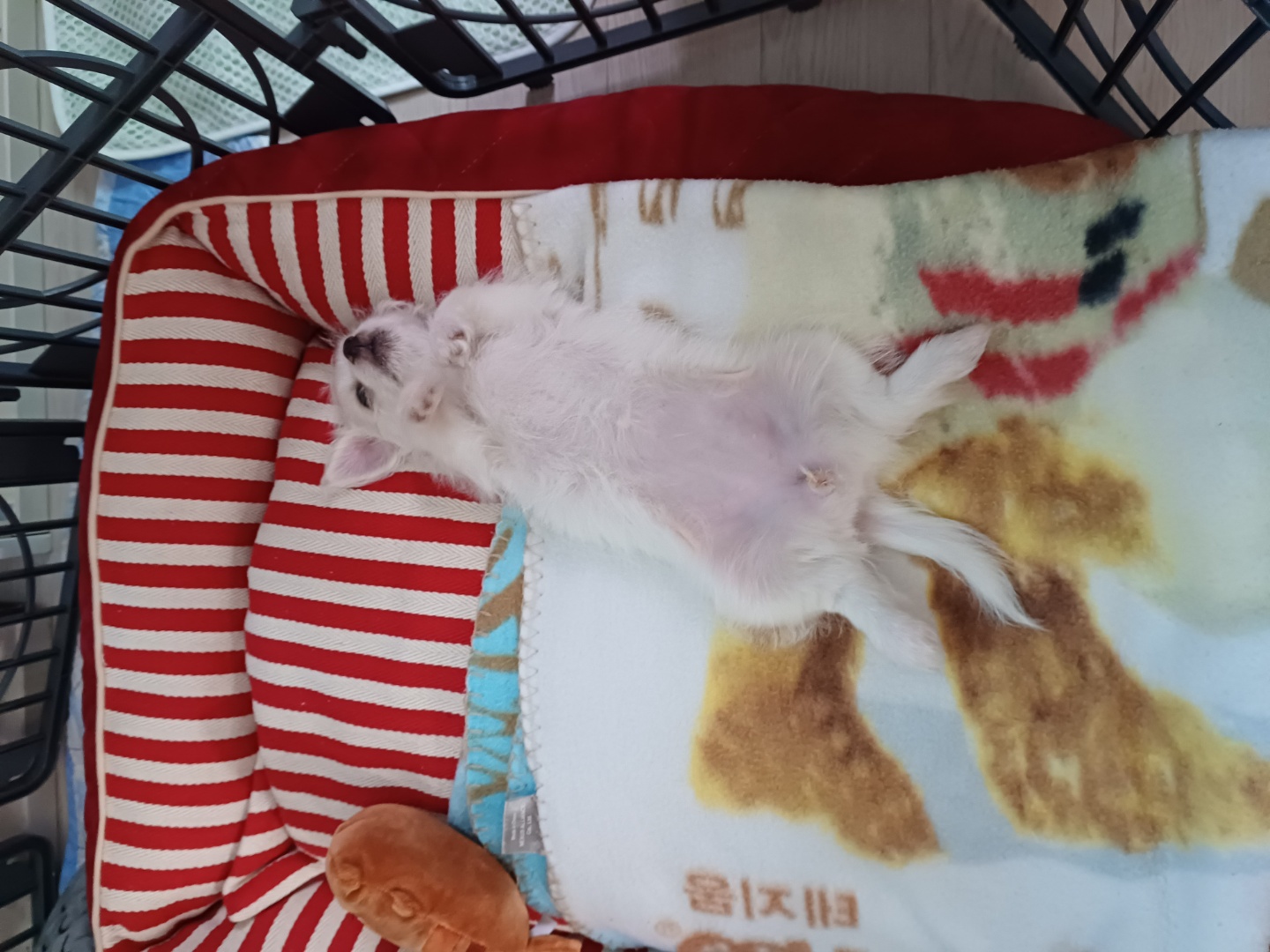 이브(원투) 입양한 첫날 입니다.