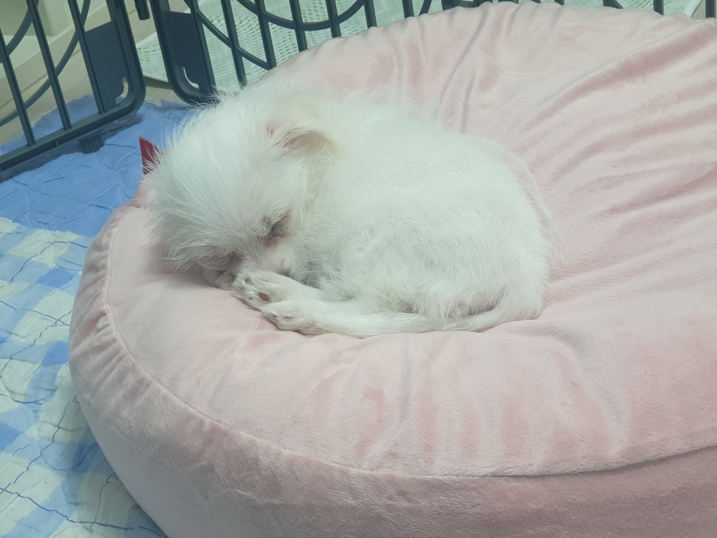 이브(원투) 입양한 첫날 입니다.