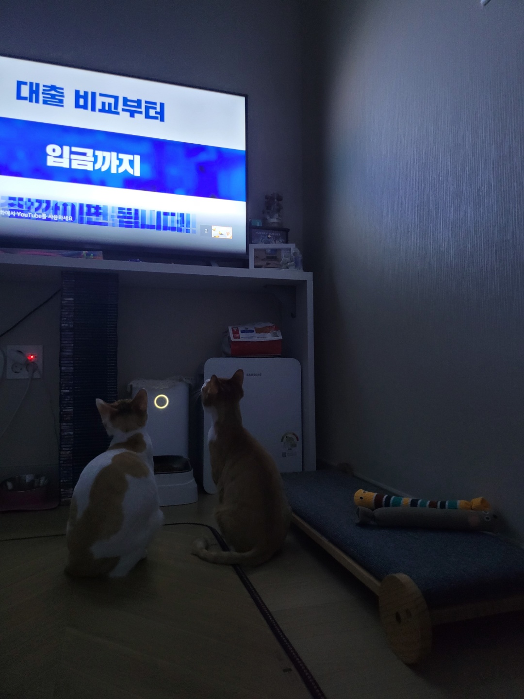 가티(소나) 입양후기 (2)