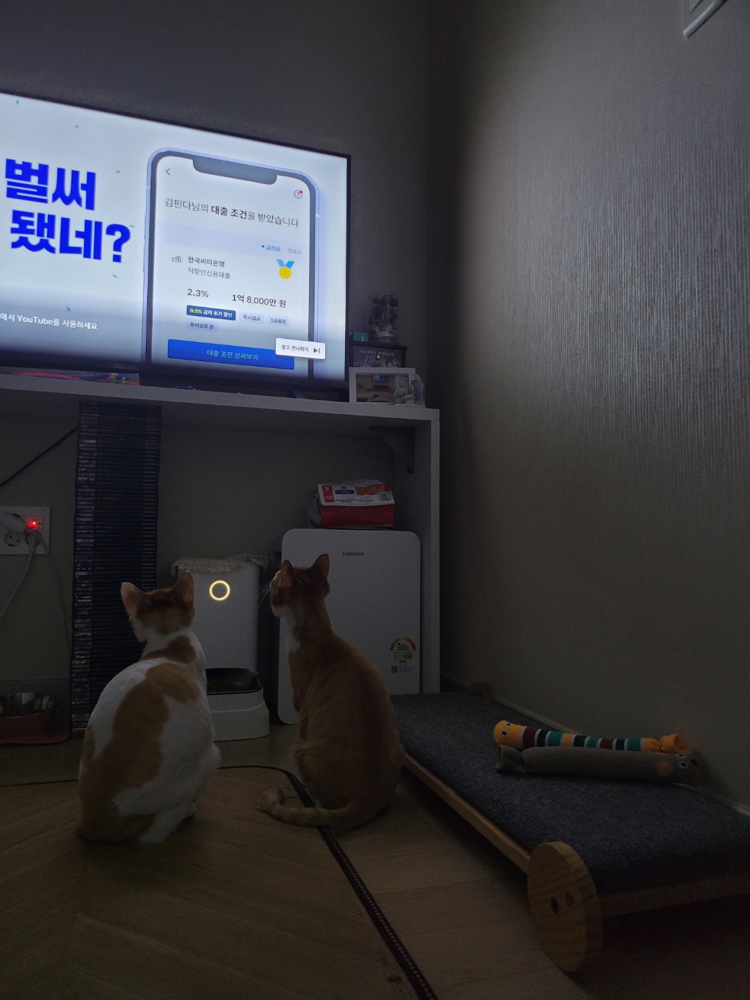 가티(소나) 입양후기 (2)