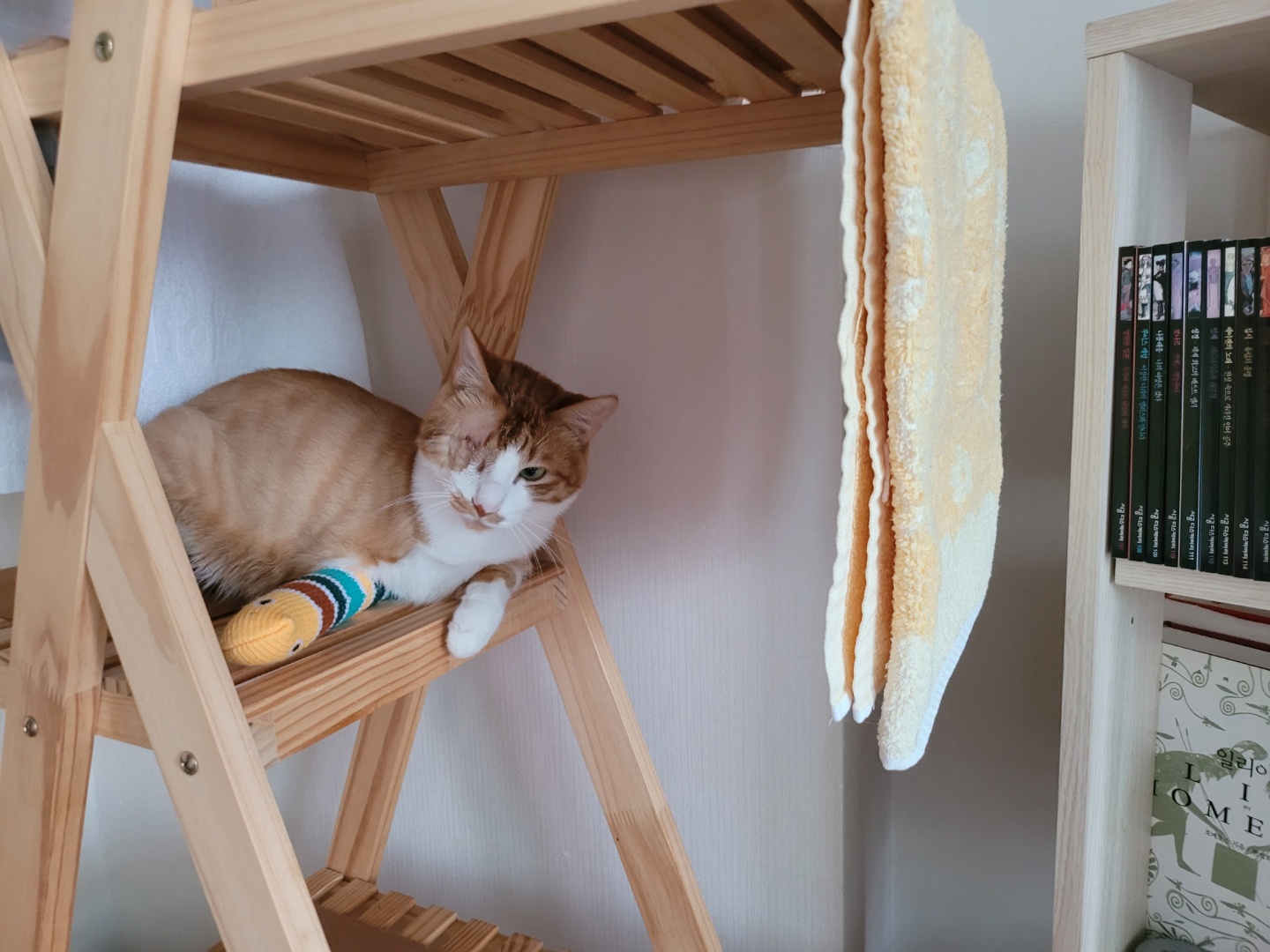 가티(소나) 입양후기 (2)