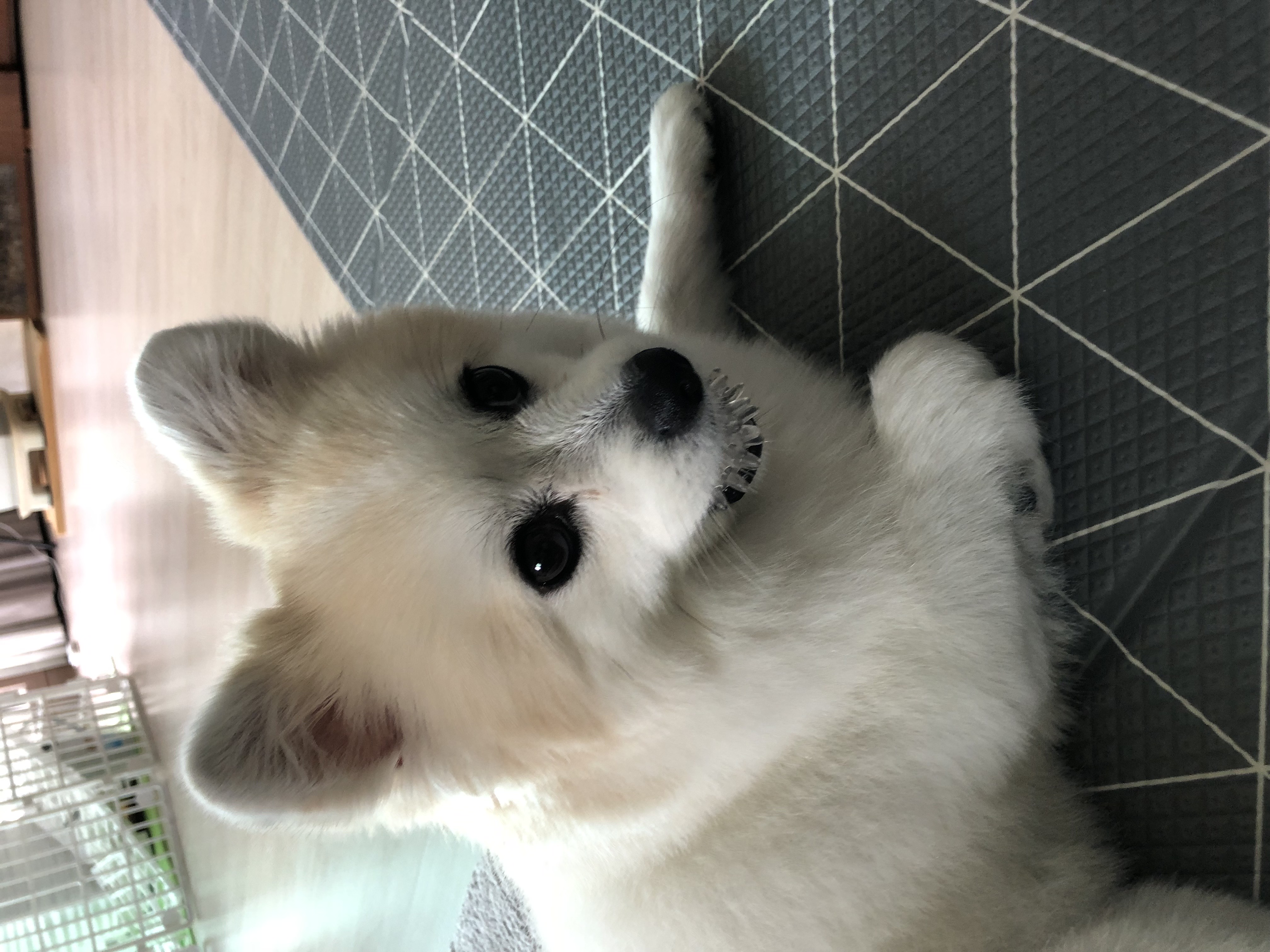 뽀또(마일이) 왔어요~