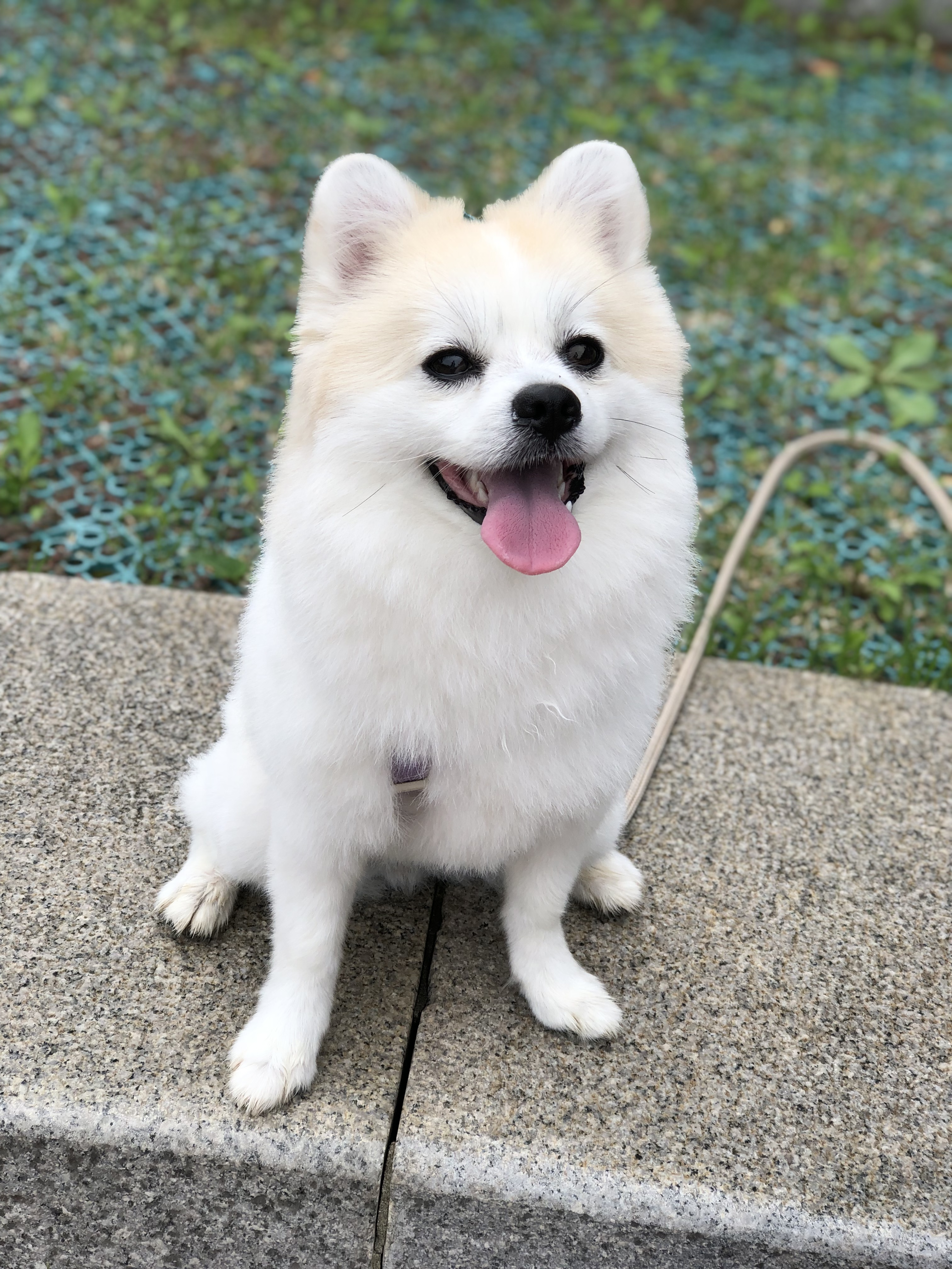 뽀또(마일이) 왔어요~