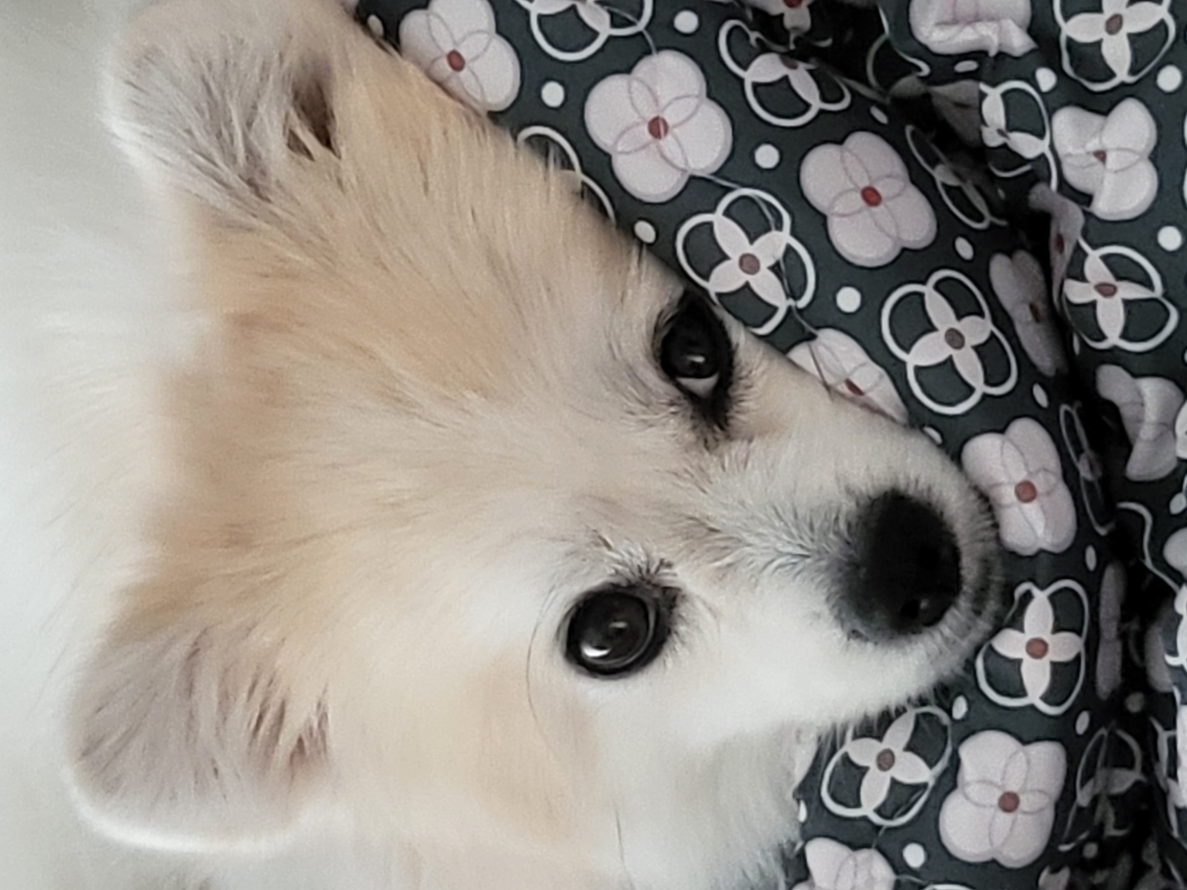 뽀또(마일이) 왔어요~