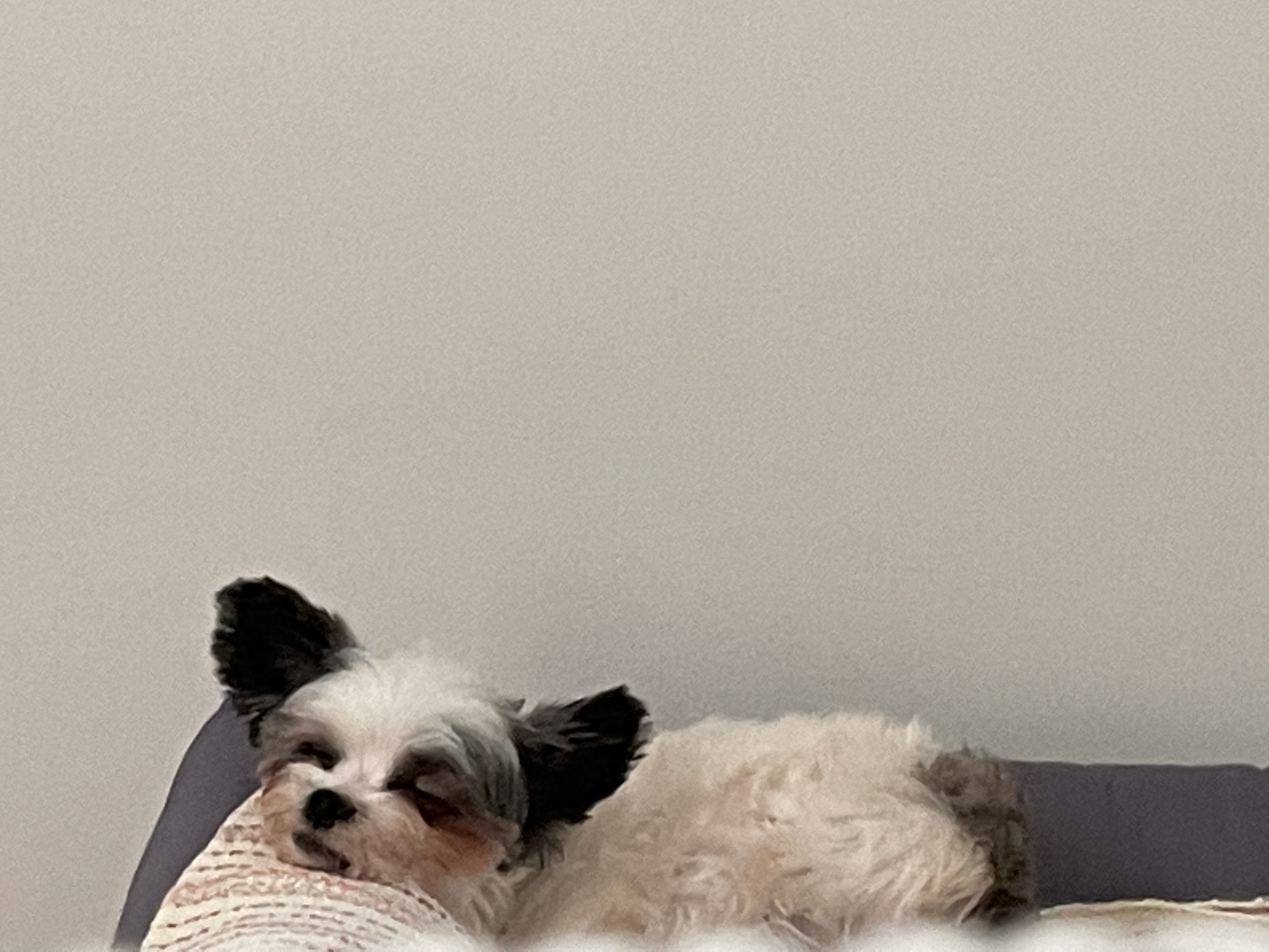 아산구조견 아뭉이 입양 한달 이야기