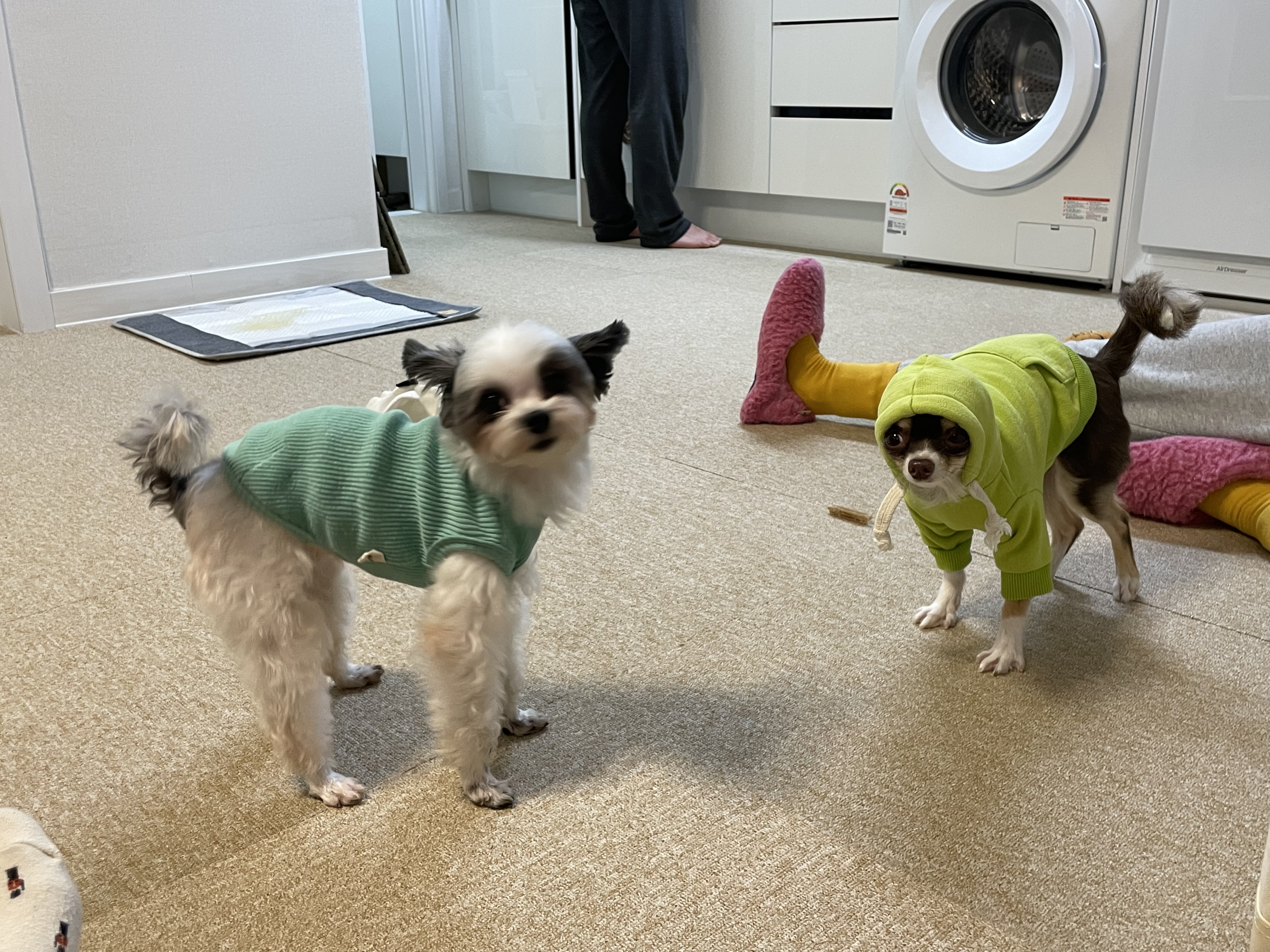 아산구조견 아뭉이 입양 한달 이야기