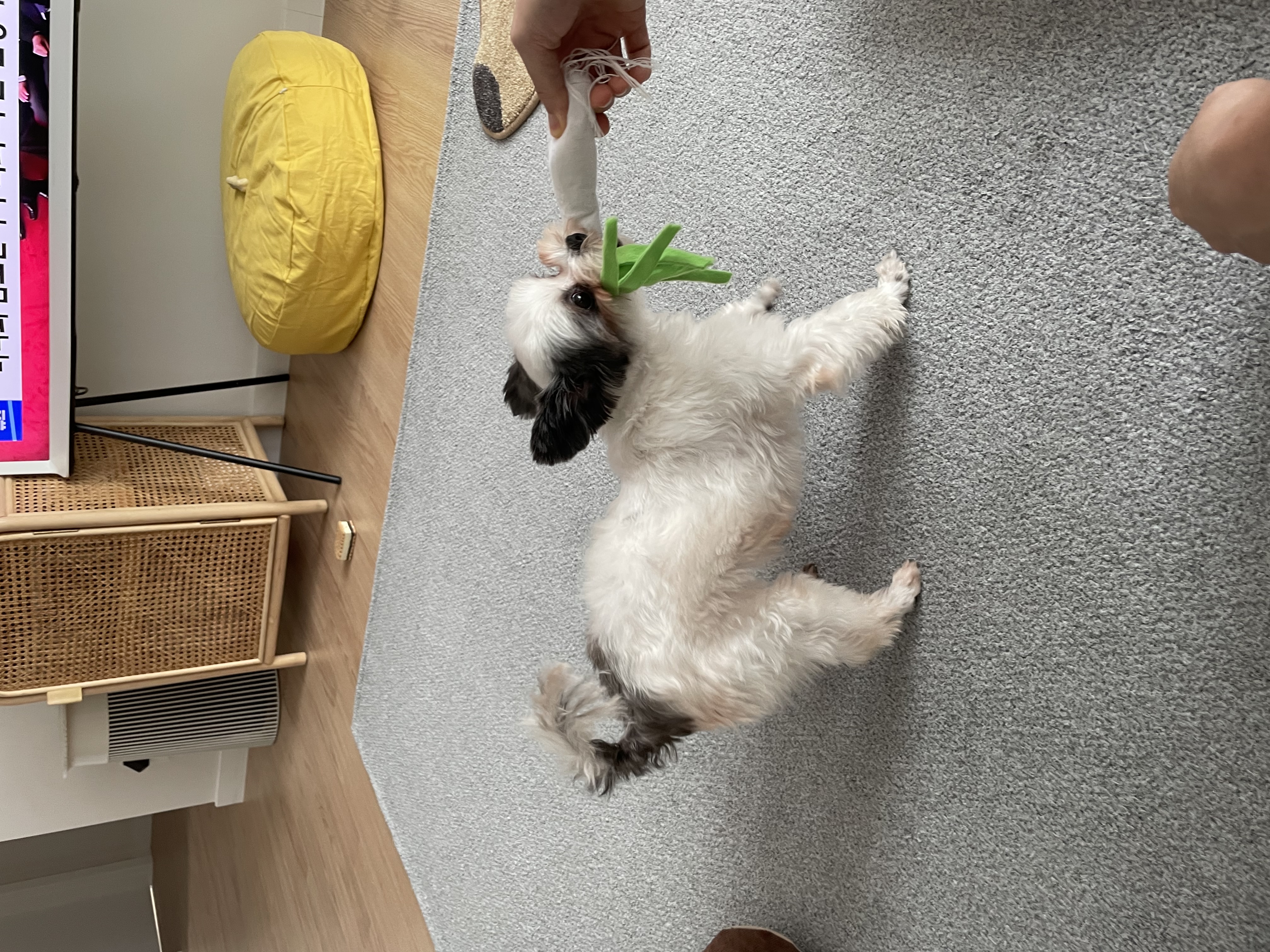 아산구조견 아뭉이 입양 한달 이야기