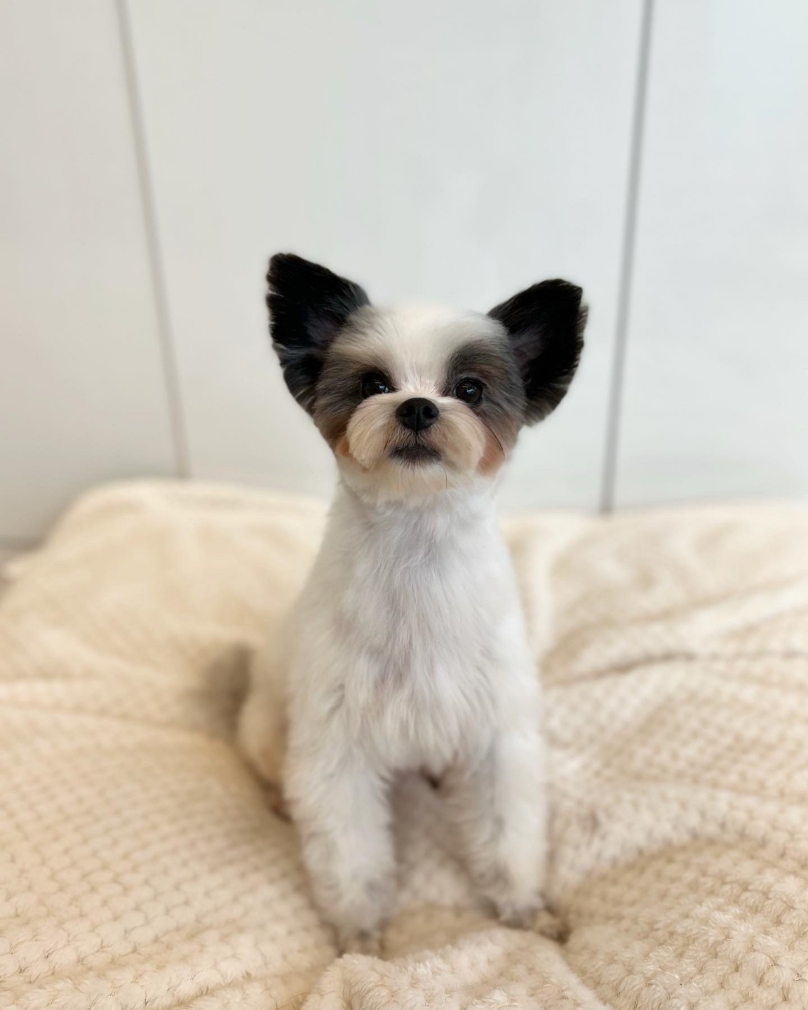 아산구조견 아뭉이 입양 한달 이야기