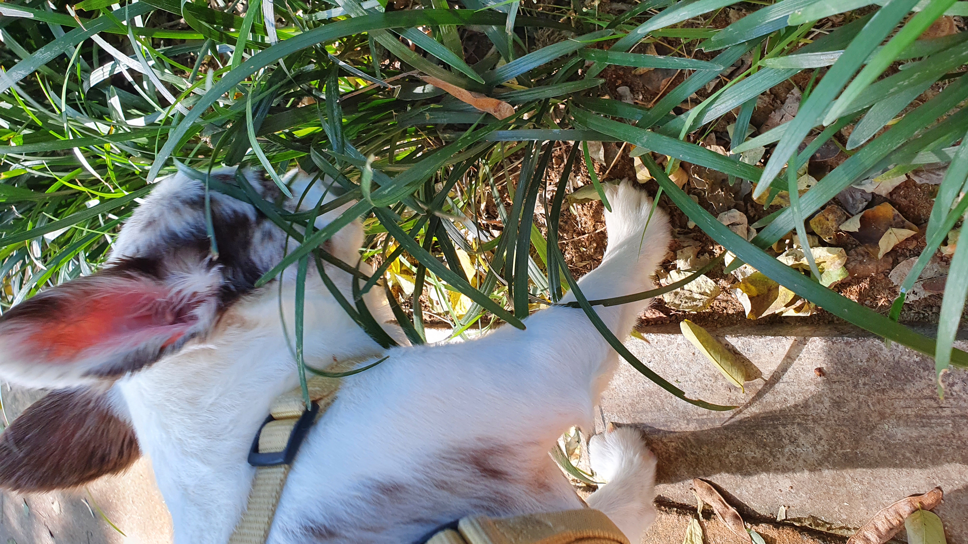 평택치와와 모지(탄이)^^