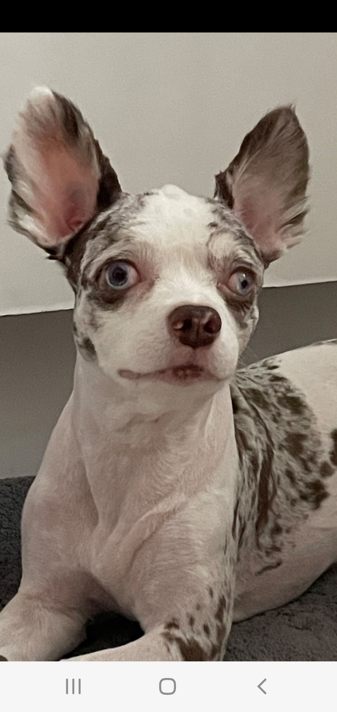 평택치와와 모지(탄이)^^