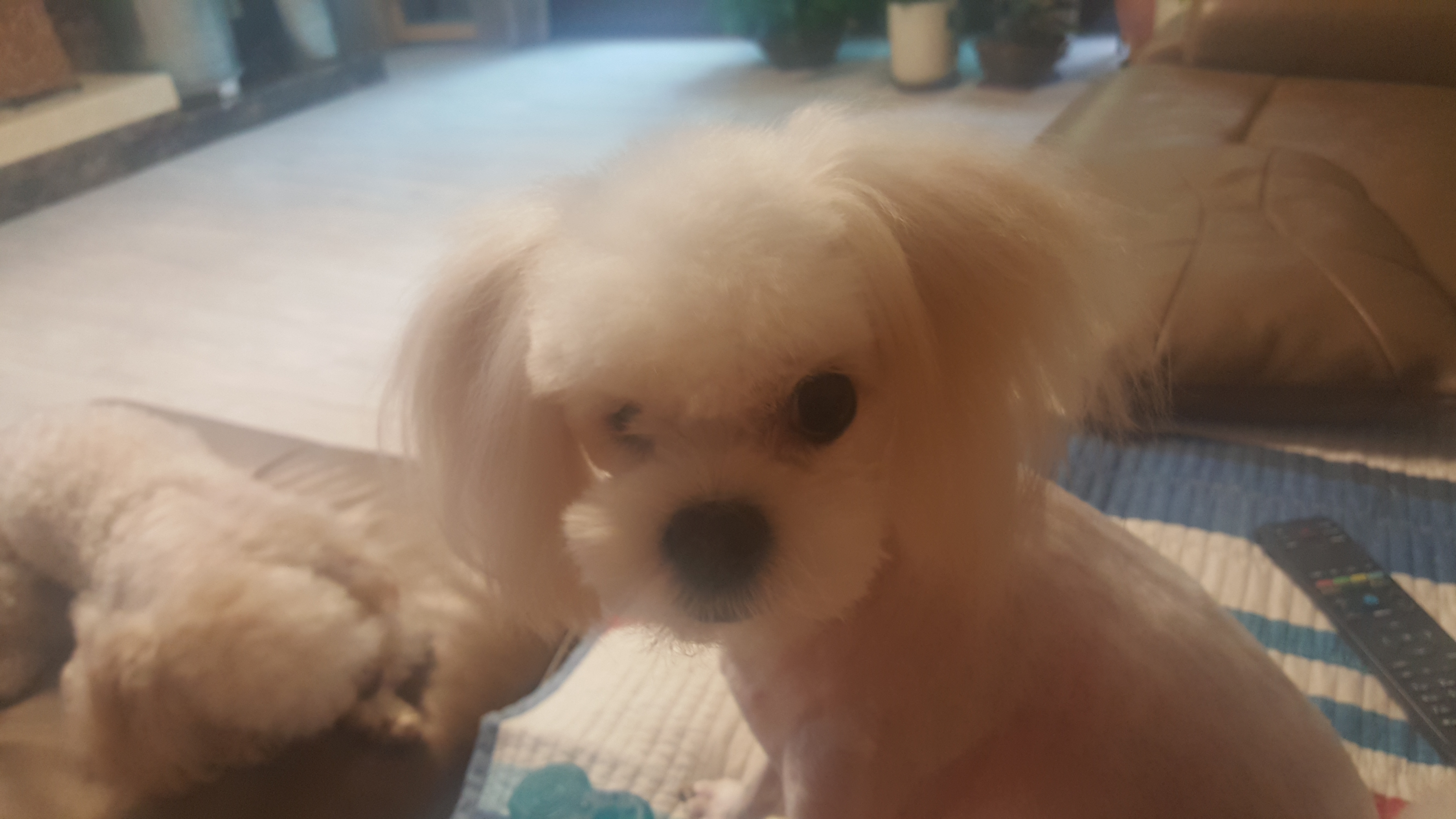 대구학대견 하랑