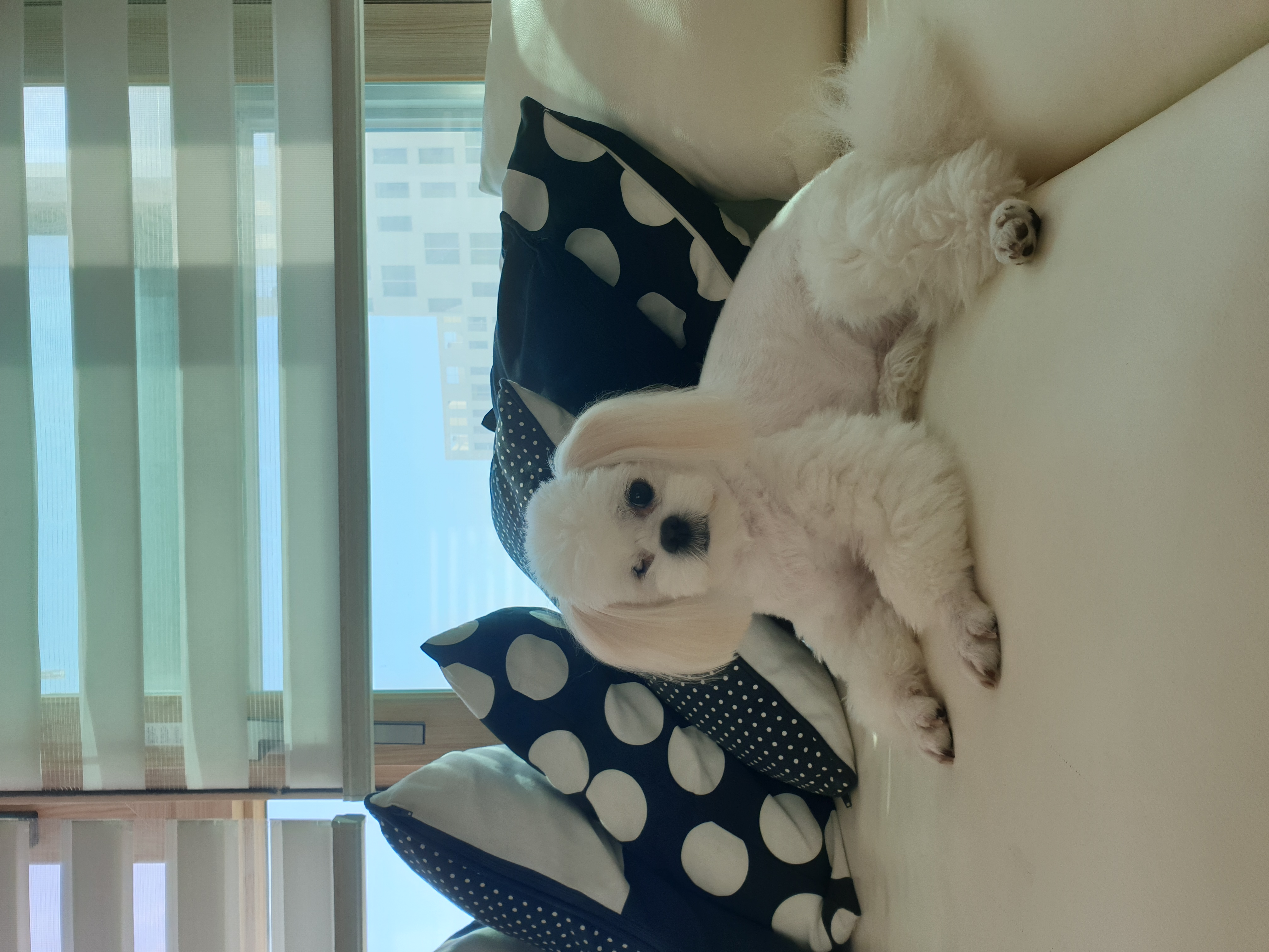 대구학대견 하랑