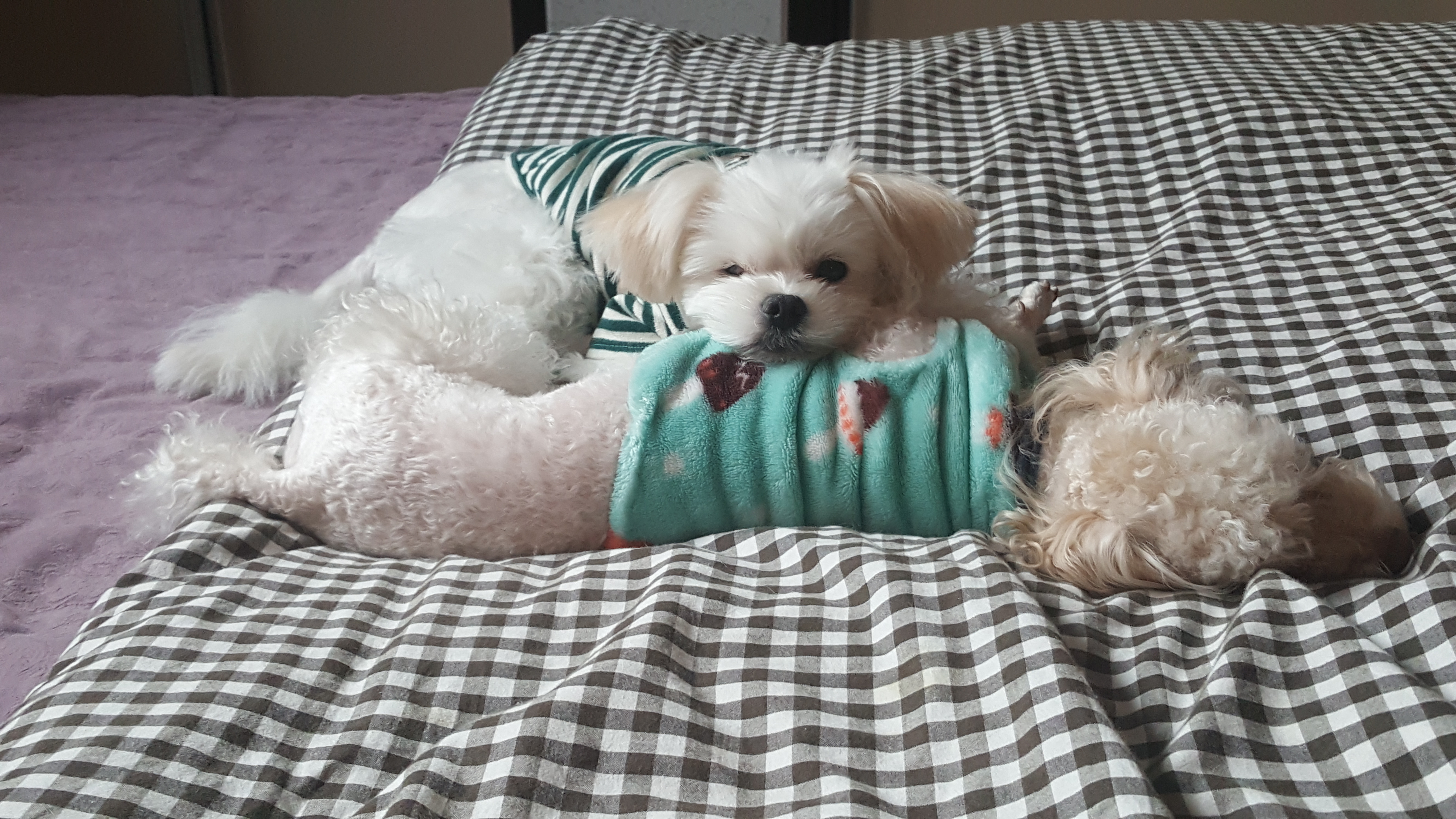 대구학대견 하랑