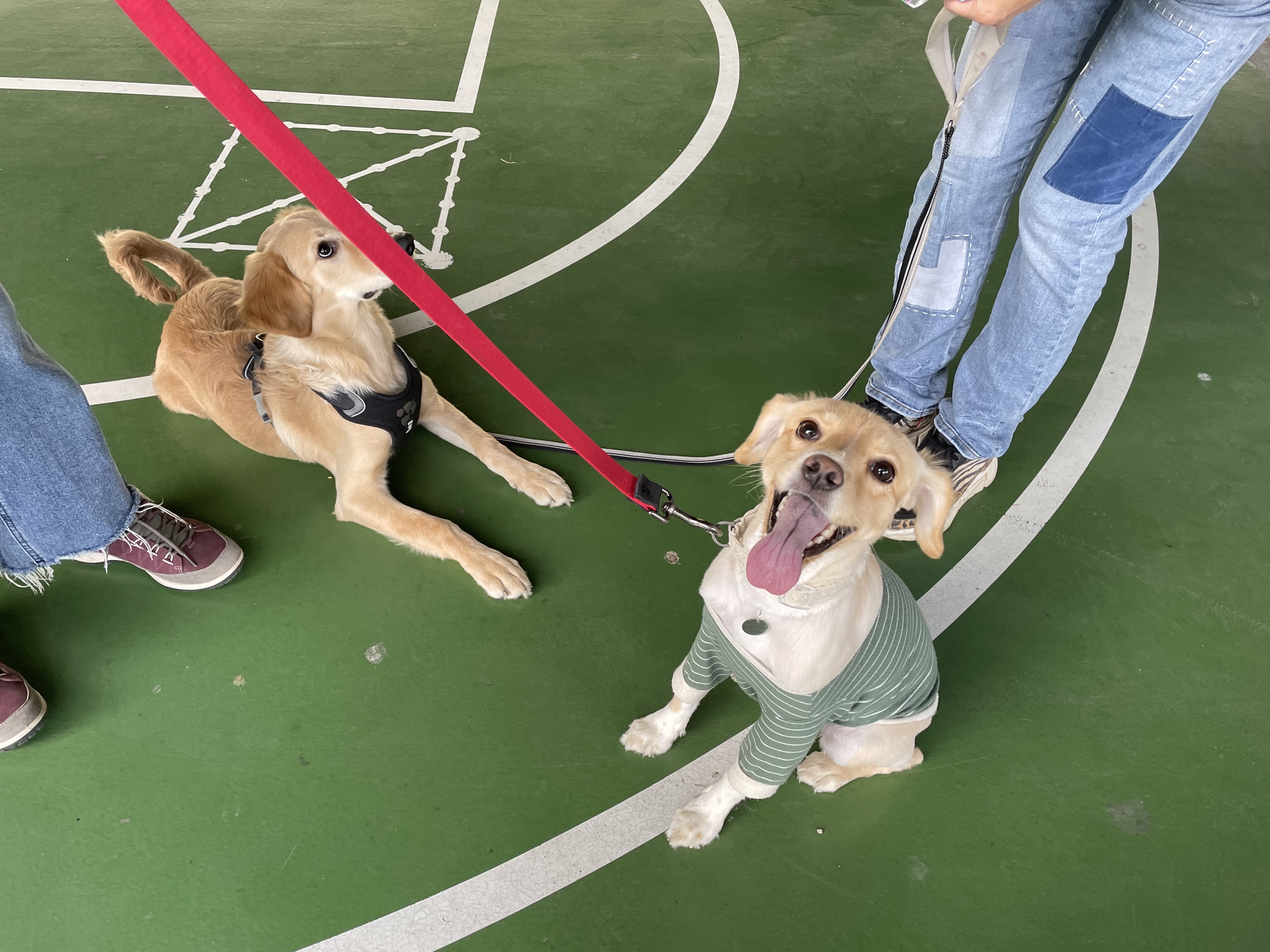 삼콩이 루시 잘 지내요 