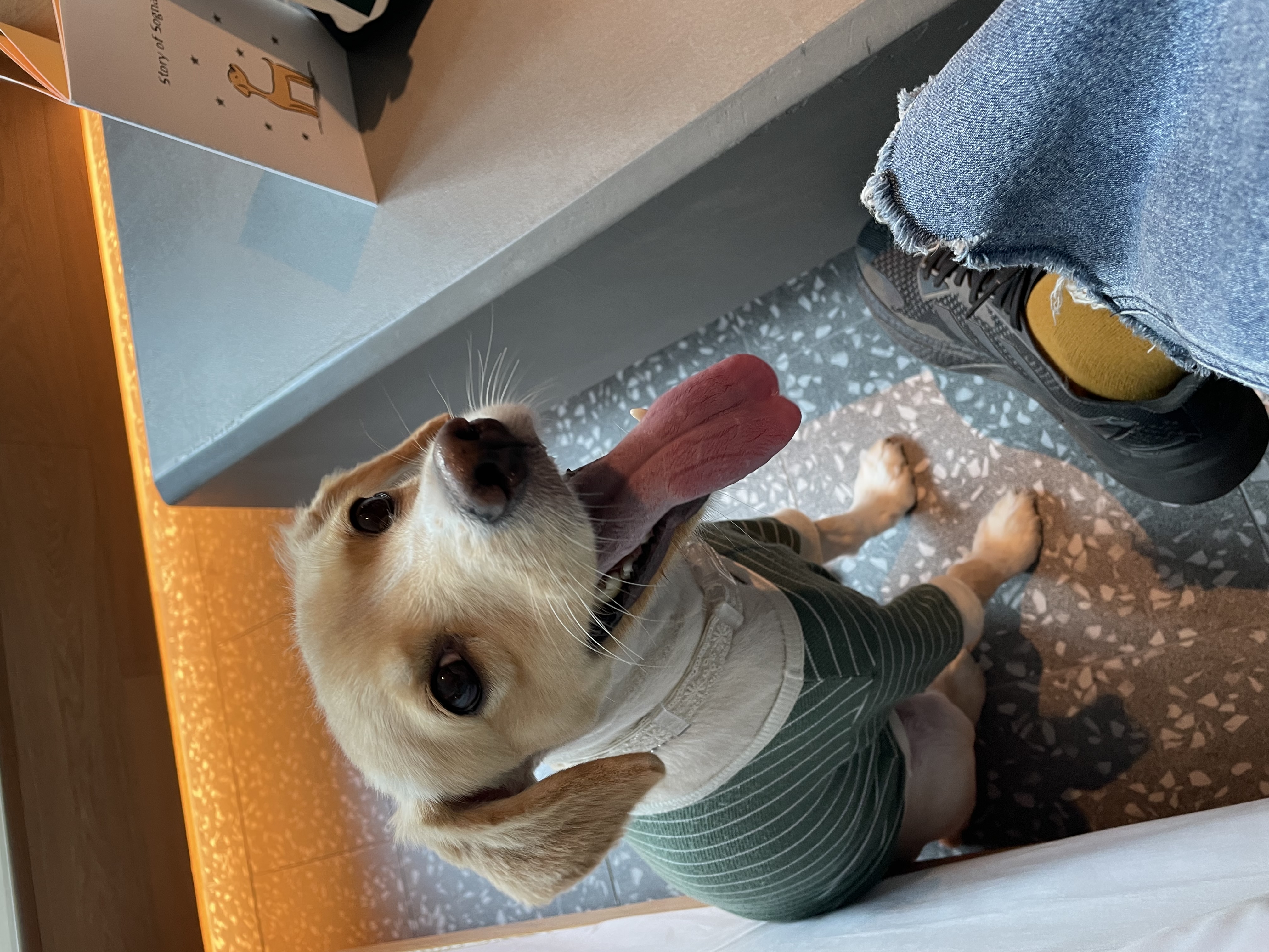 삼콩이 루시 잘 지내요 