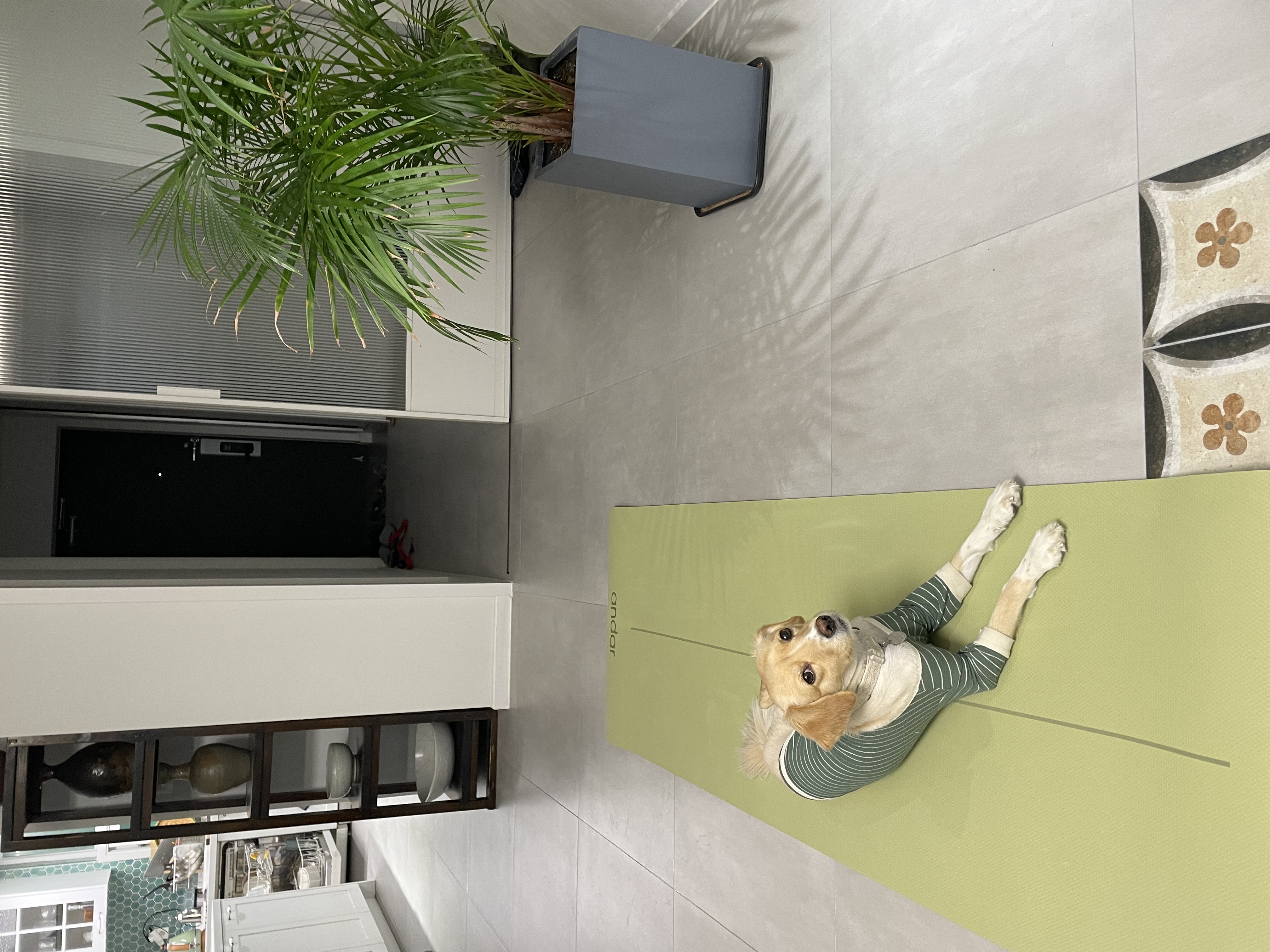 삼콩이 루시 잘 지내요 