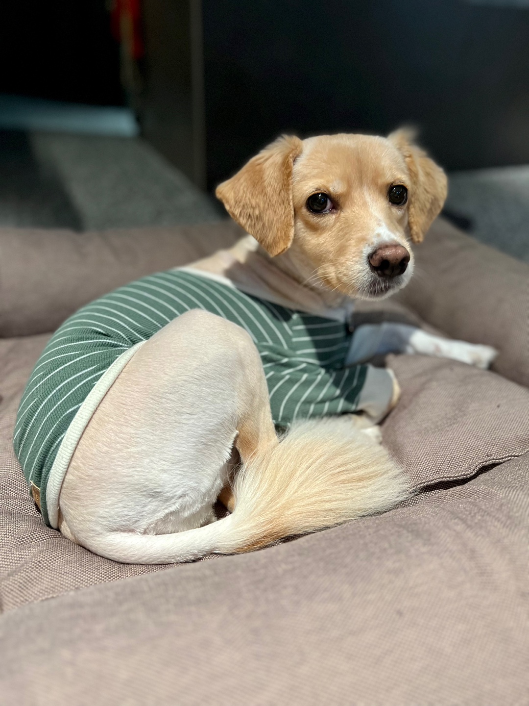 삼콩이 루시 잘 지내요 