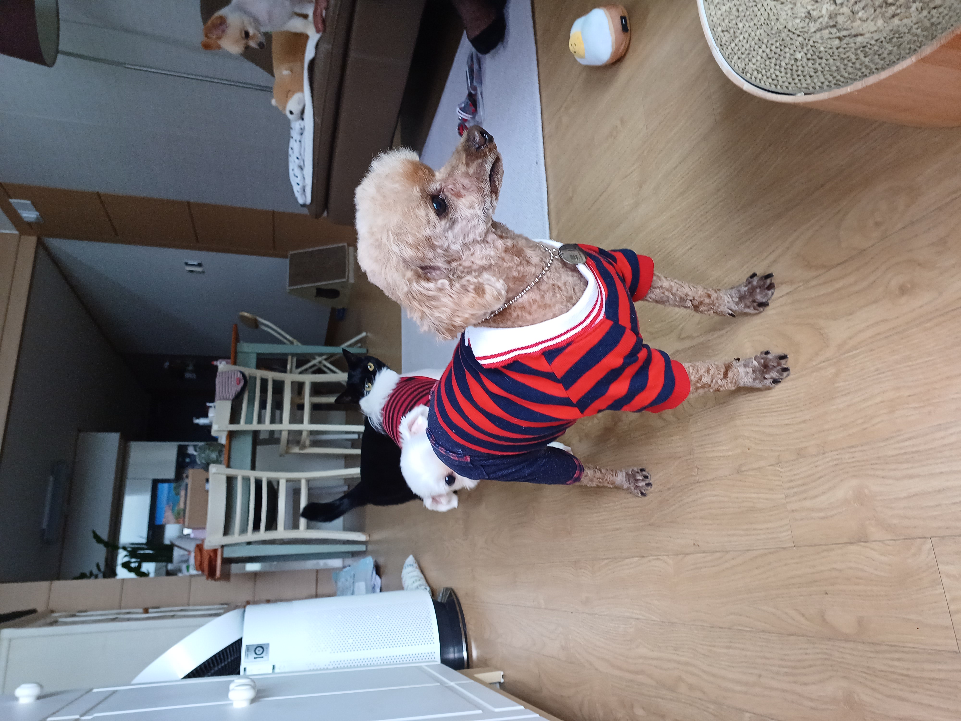 퐁듀(현ㆍ뽀비)우리곁에온 일주일