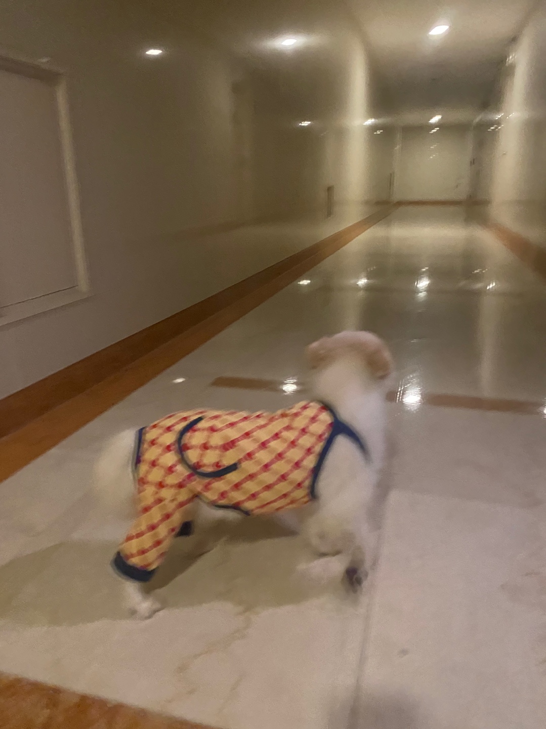 꾸미 페니(네티)  위니(오즈 )입양 후기