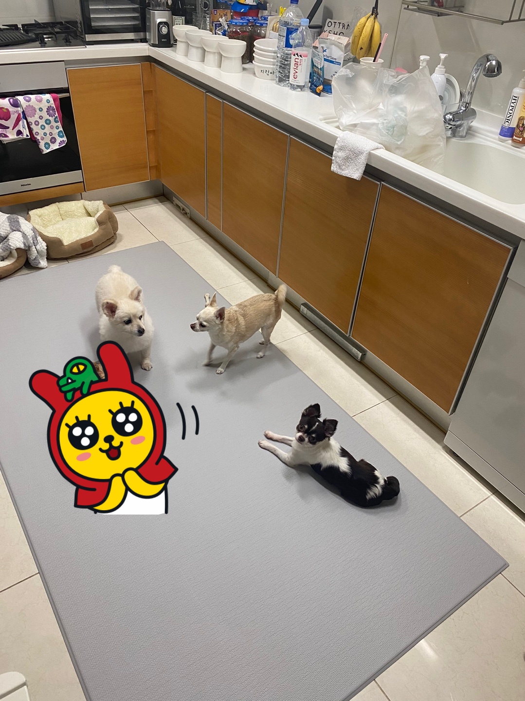 꾸미 페니(네티)  위니(오즈 )입양 후기