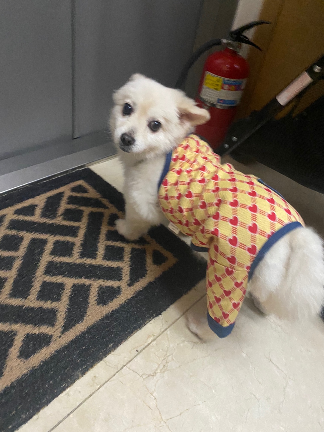 꾸미 페니(네티)  위니(오즈 )입양 후기