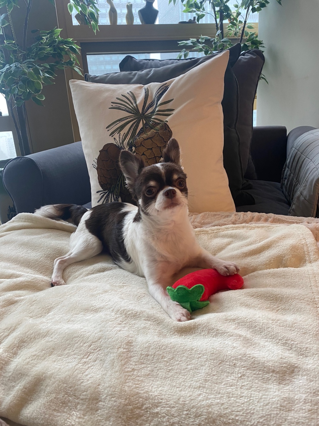 꾸미 페니(네티)  위니(오즈 )입양 후기