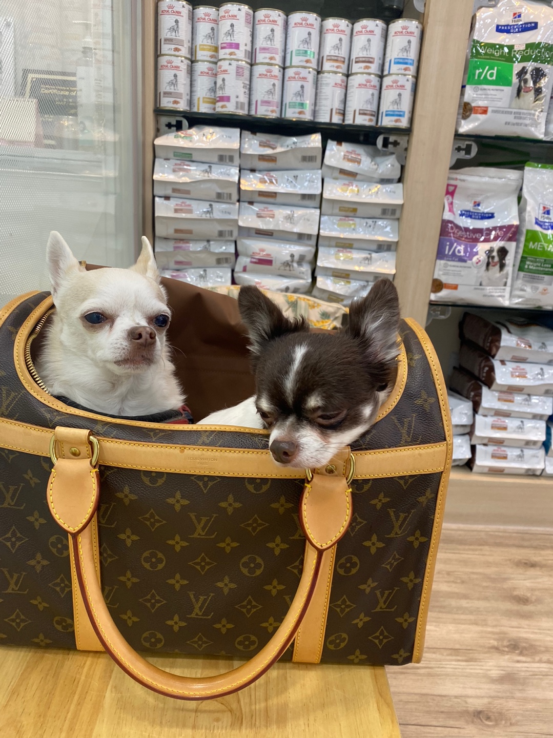 꾸미 페니(네티)  위니(오즈 )입양 후기