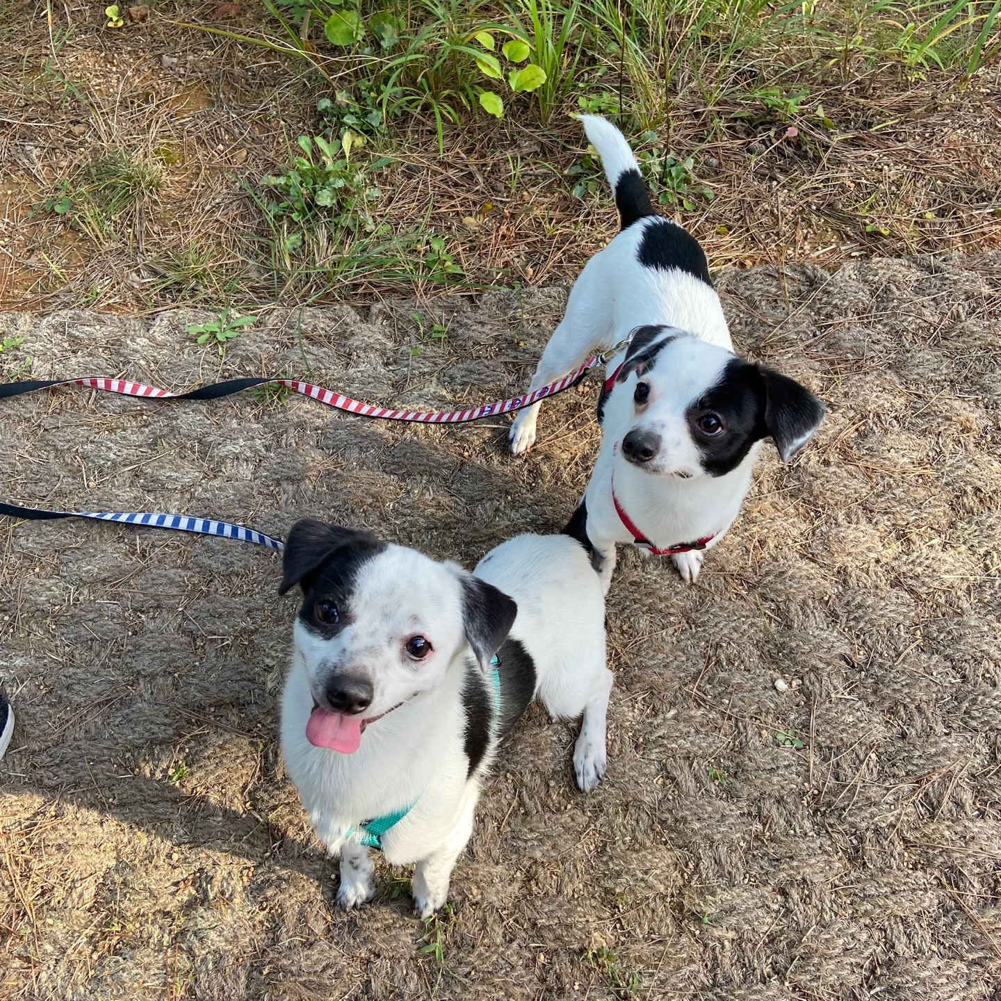 다미(마원) 마루(마투) 입양 후 일년 :-)