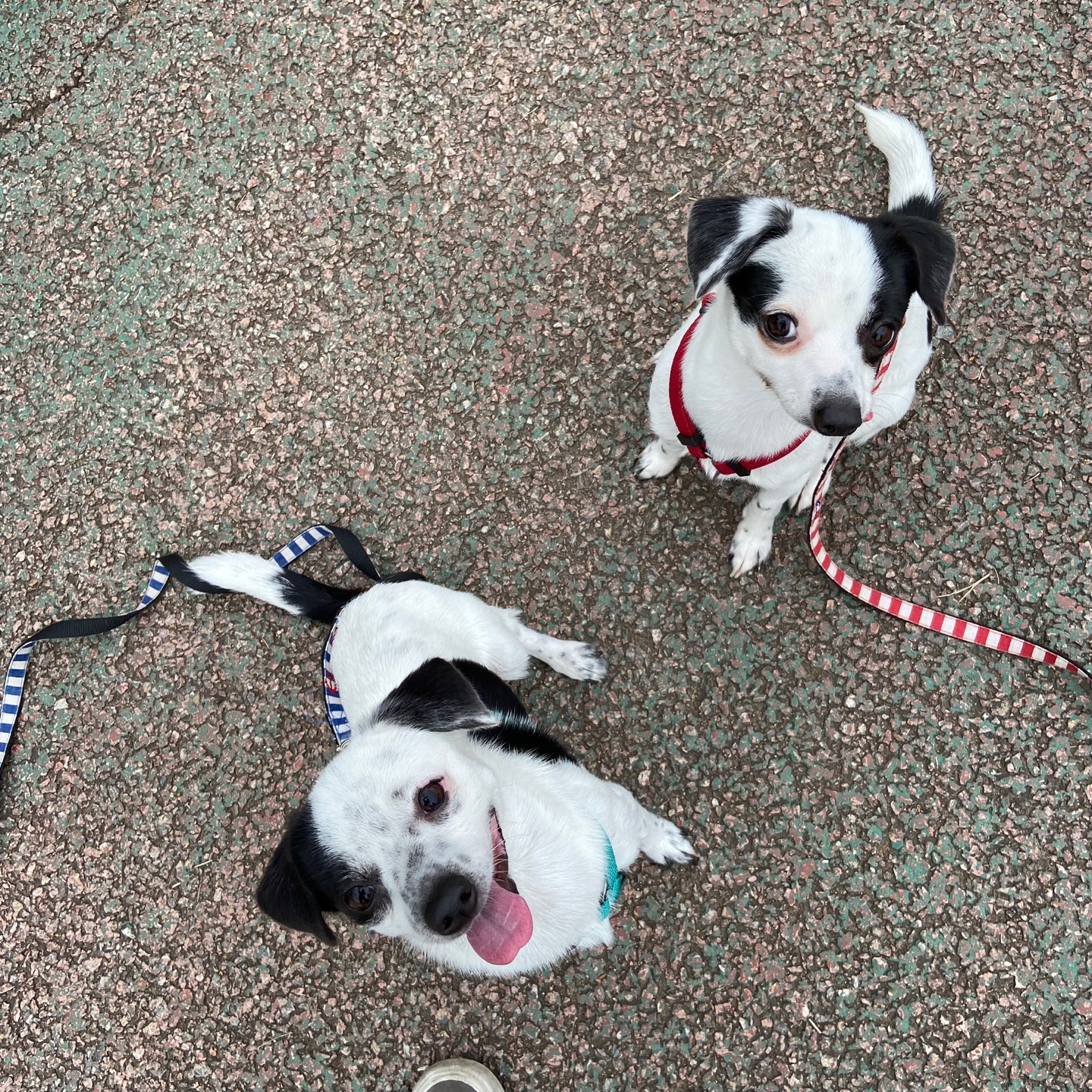 다미(마원) 마루(마투) 입양 후 일년 :-)