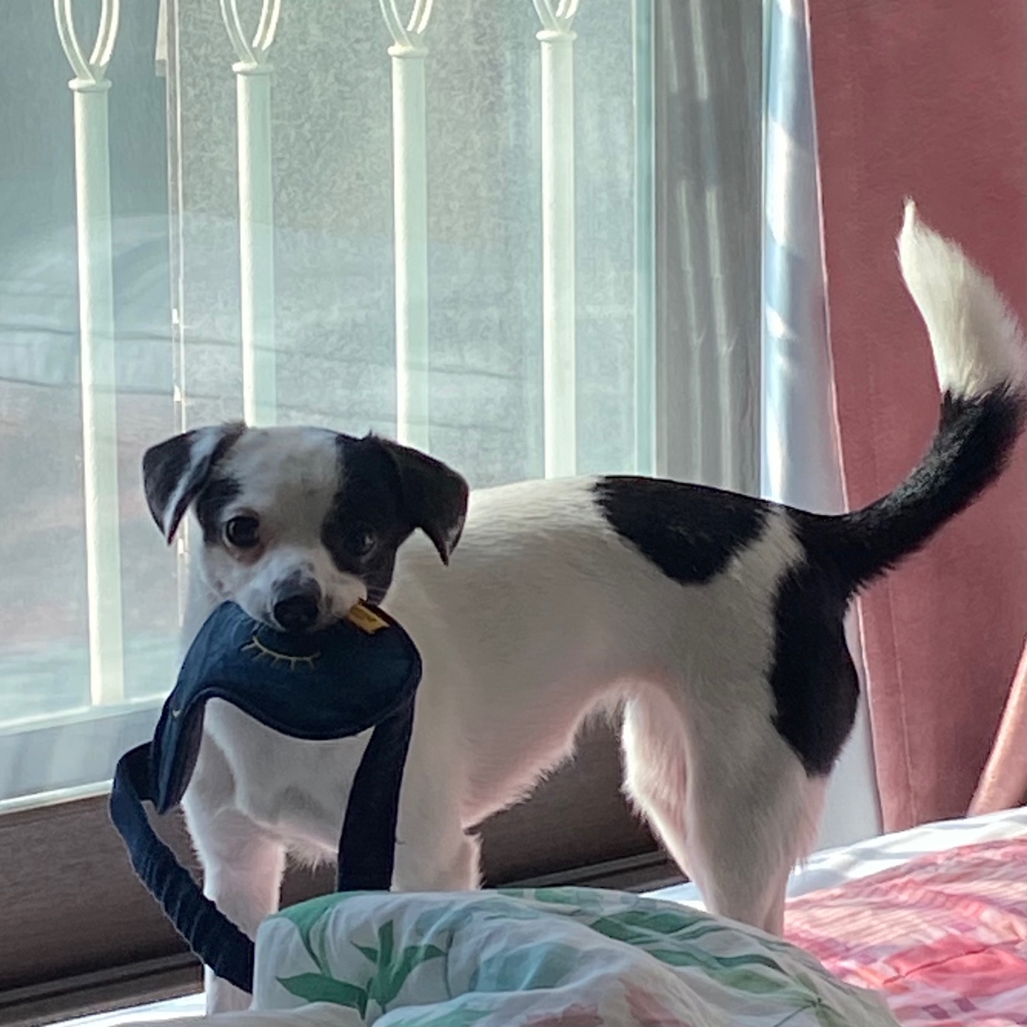 다미(마원) 마루(마투) 입양 후 일년 :-)