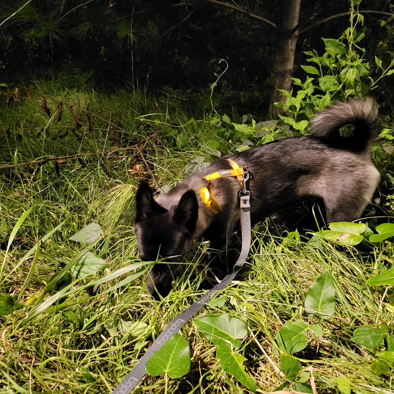 개구쟁이가 된  달곰이