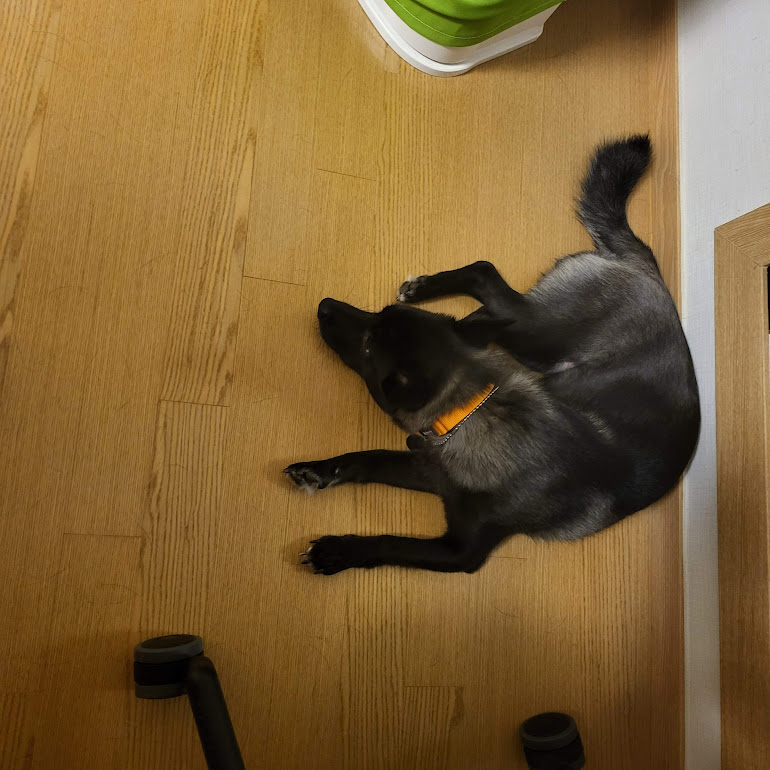 개구쟁이가 된  달곰이