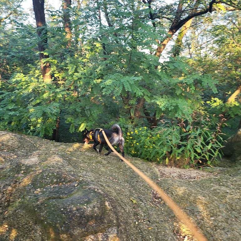 개구쟁이가 된  달곰이