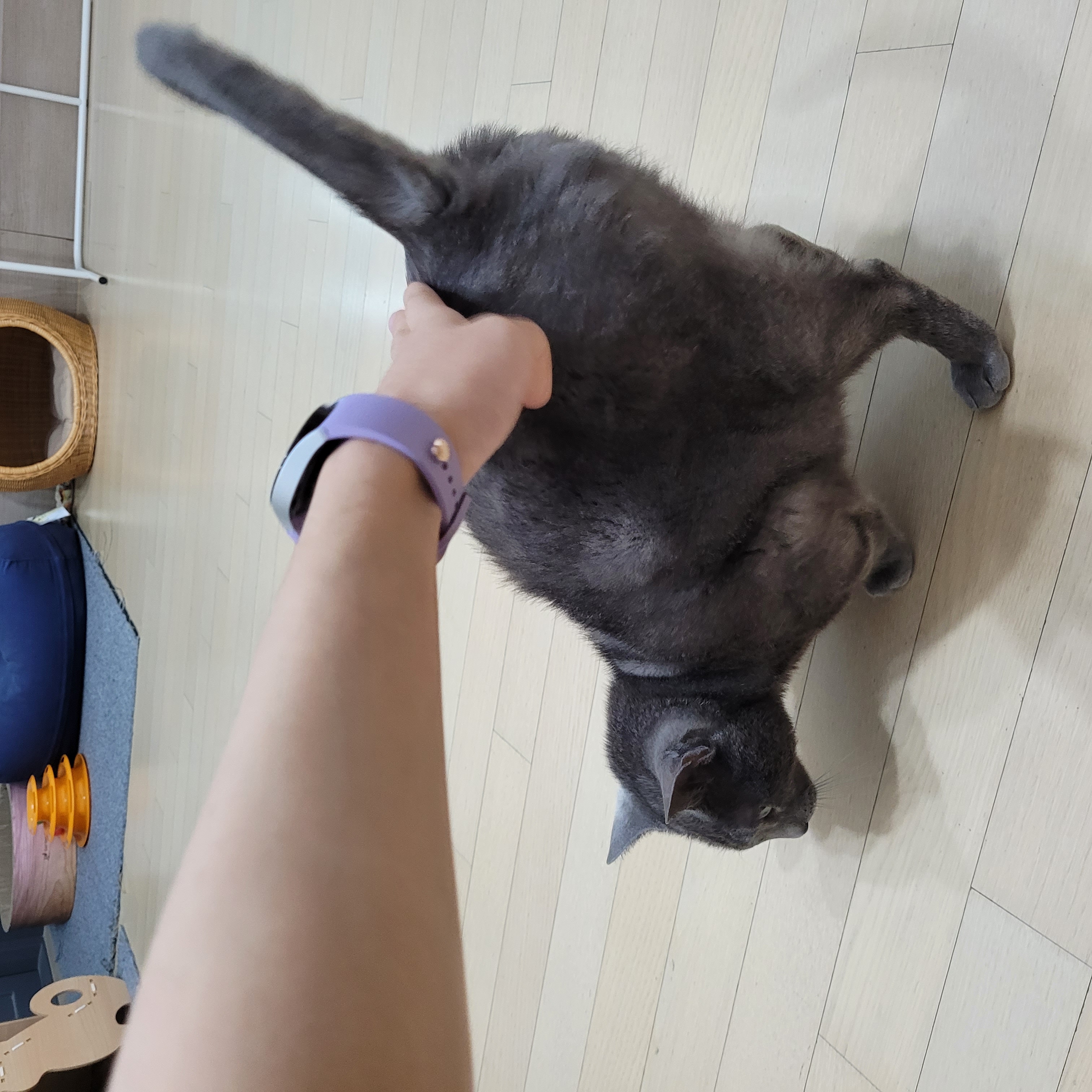 궁디팡팡을 세상 제일 좋아하는 밍키(구 러블이)