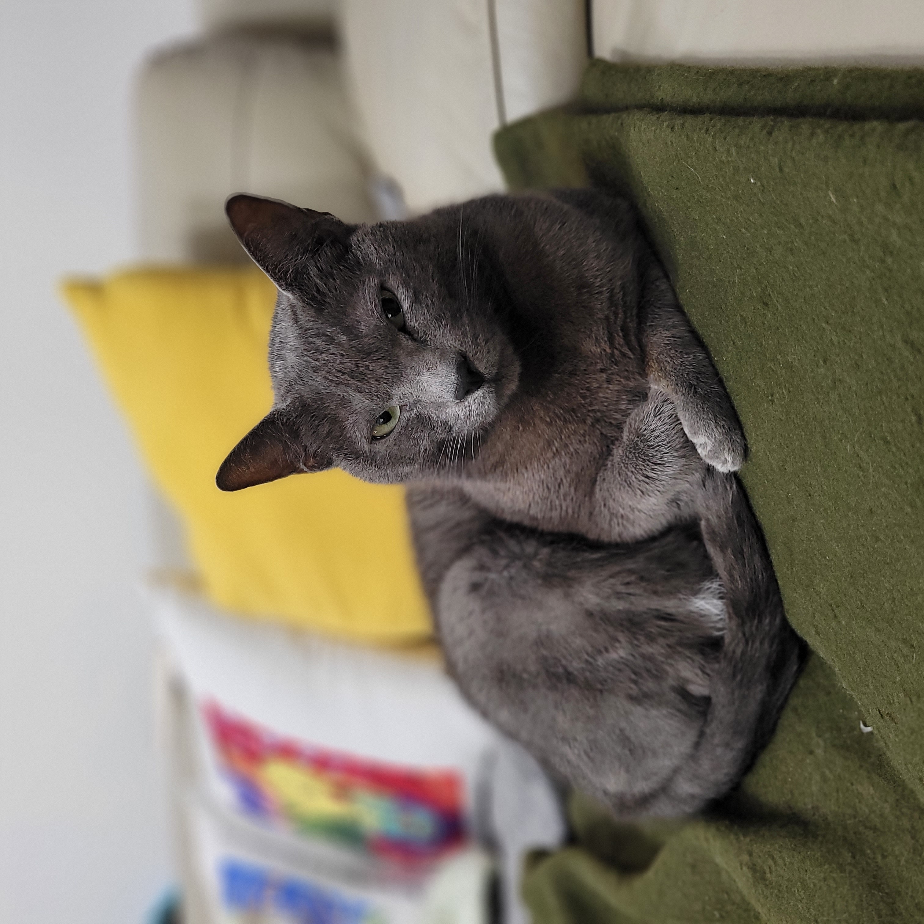 궁디팡팡을 세상 제일 좋아하는 밍키(구 러블이)