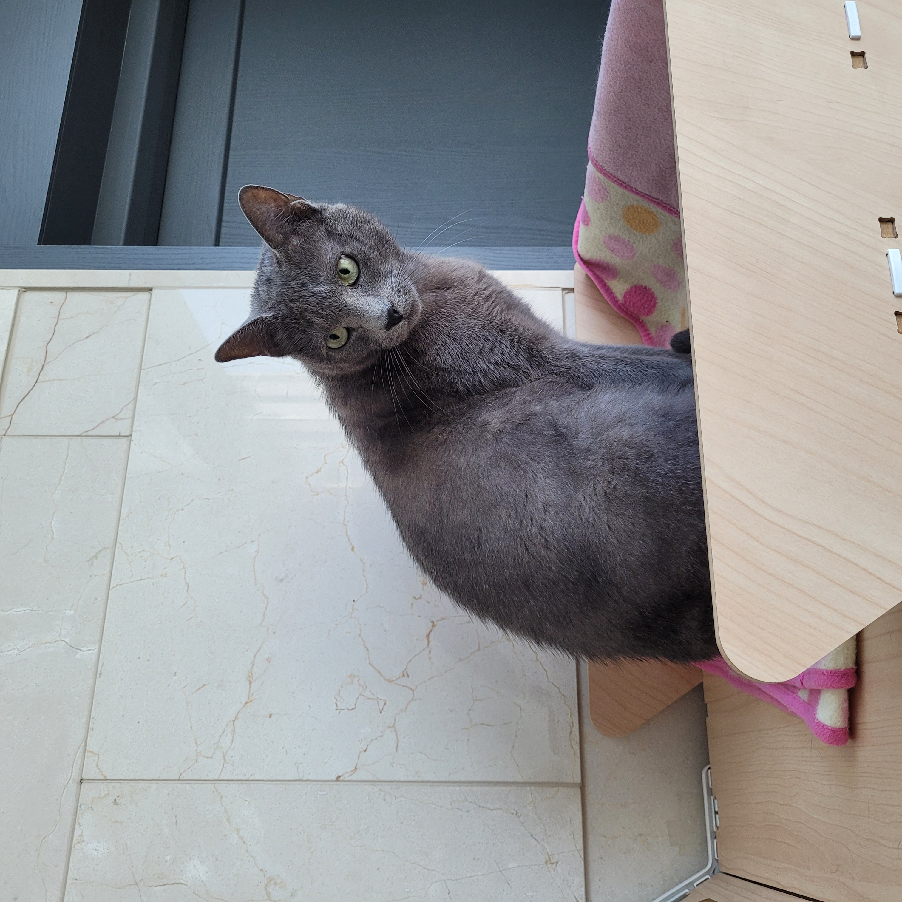 궁디팡팡을 세상 제일 좋아하는 밍키(구 러블이)