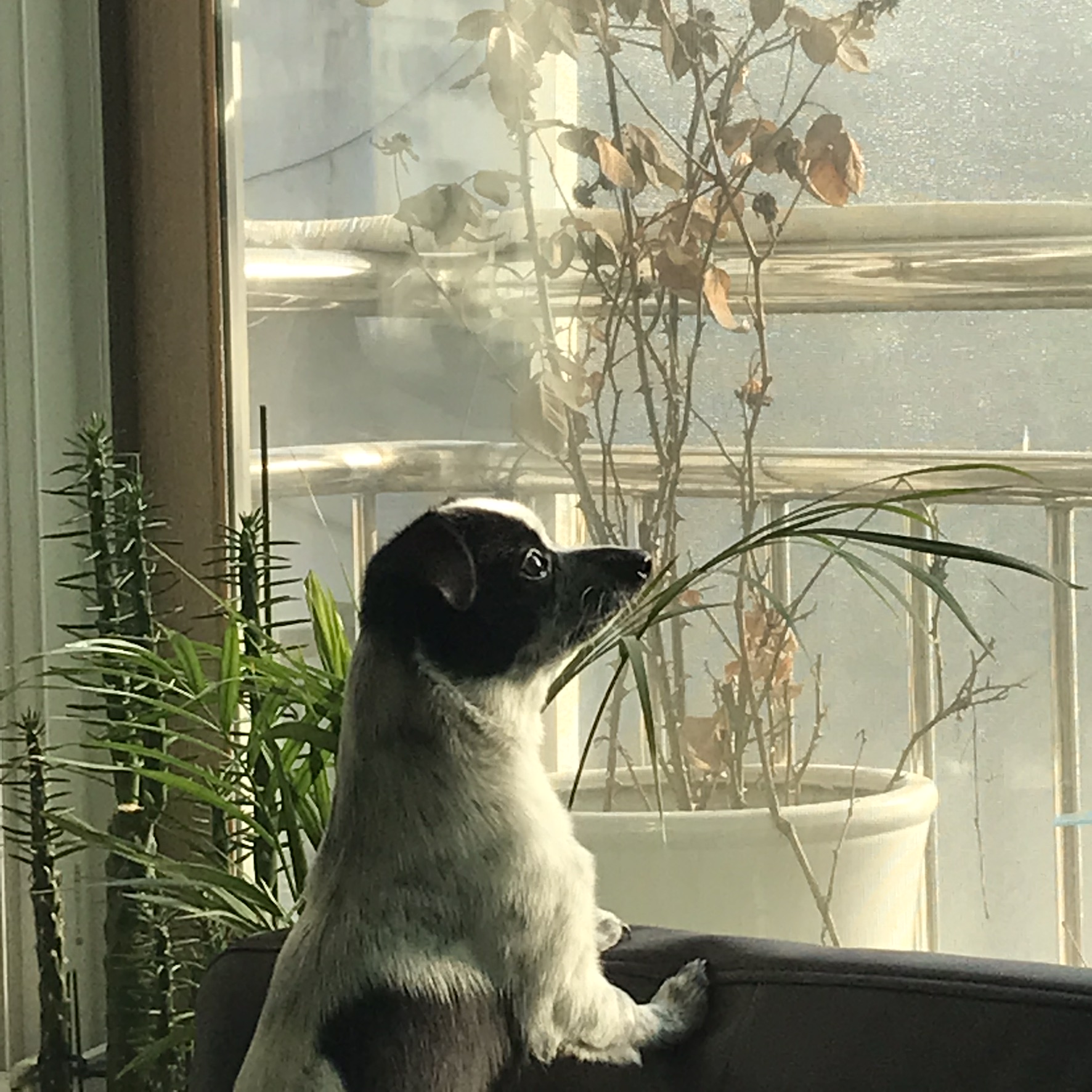 우유(짤랑이)와 함께한 지 D+391