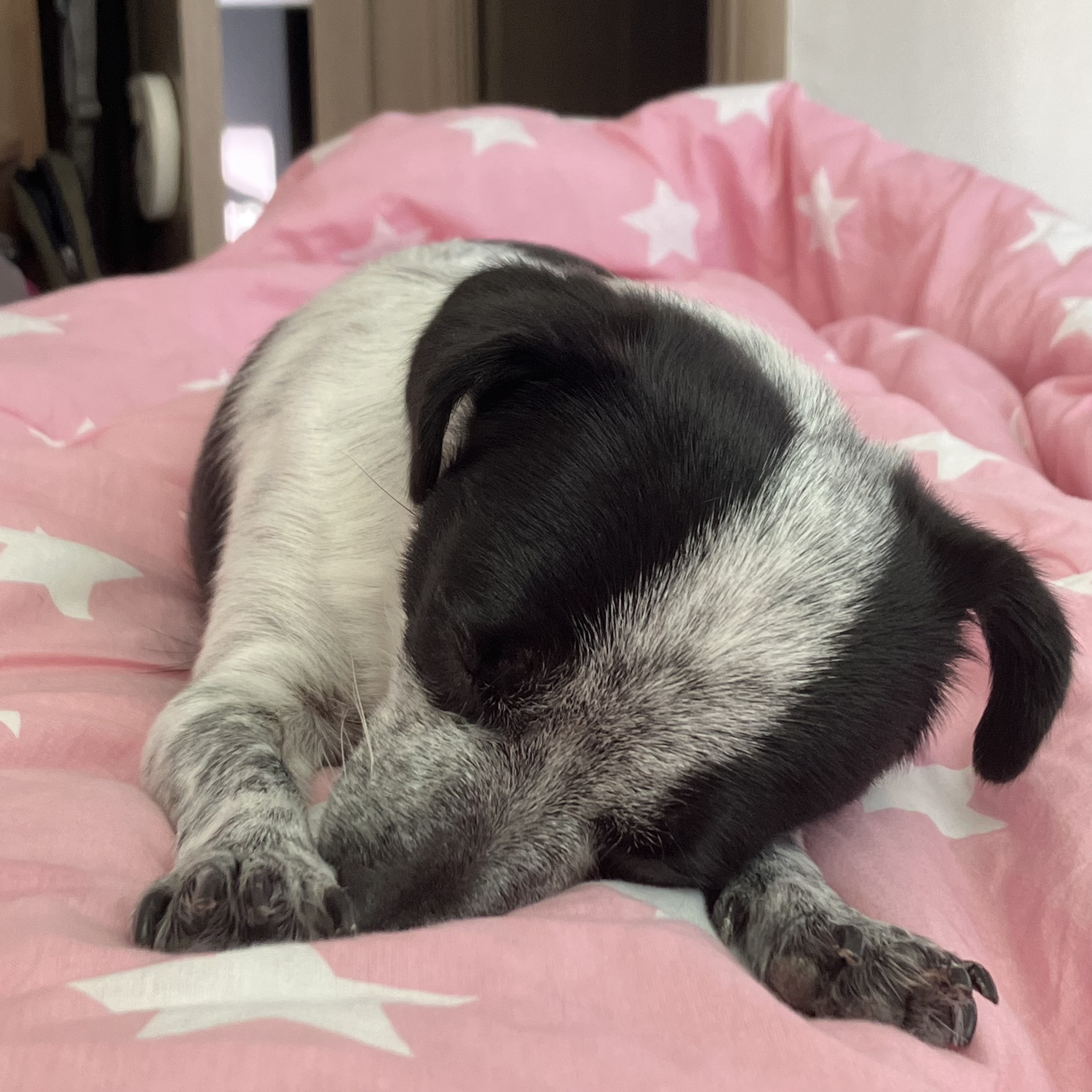 우유(짤랑이)와 함께한 지 D+391