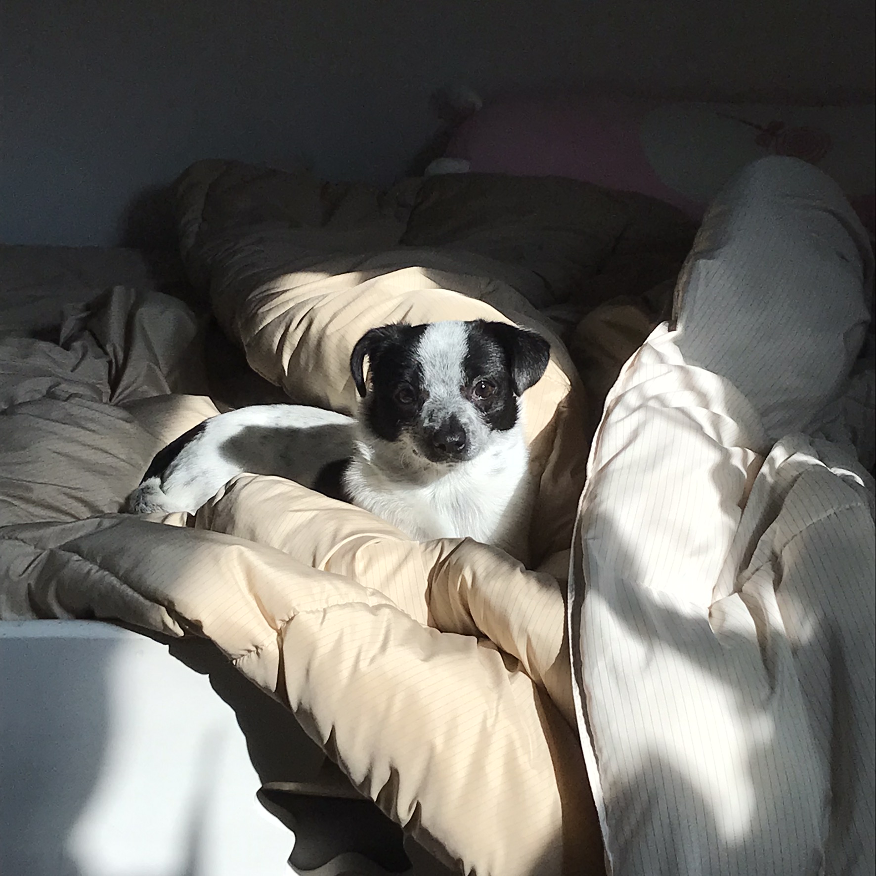 우유(짤랑이)와 함께한 지 D+391