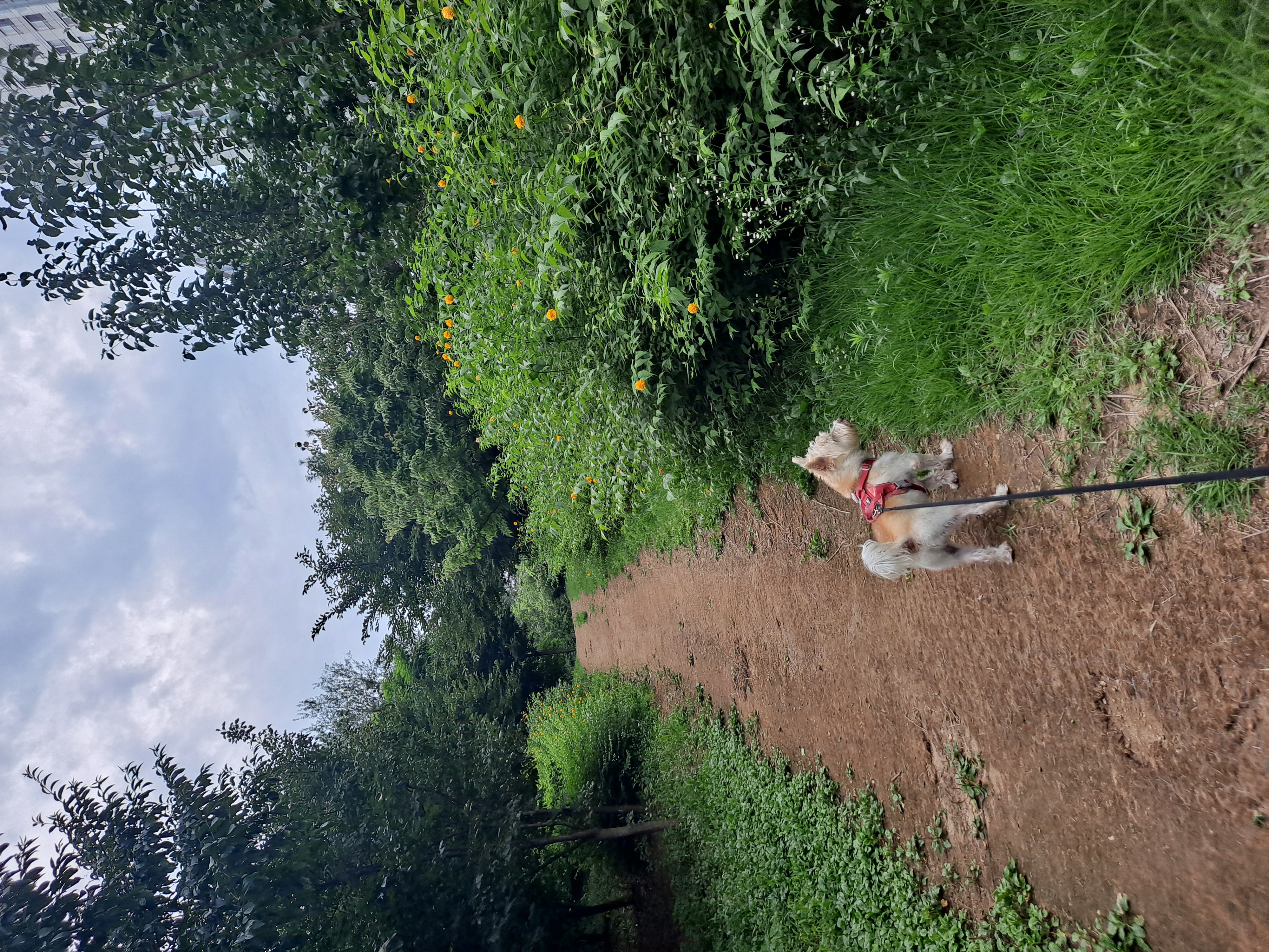 조이(제이)입양후기