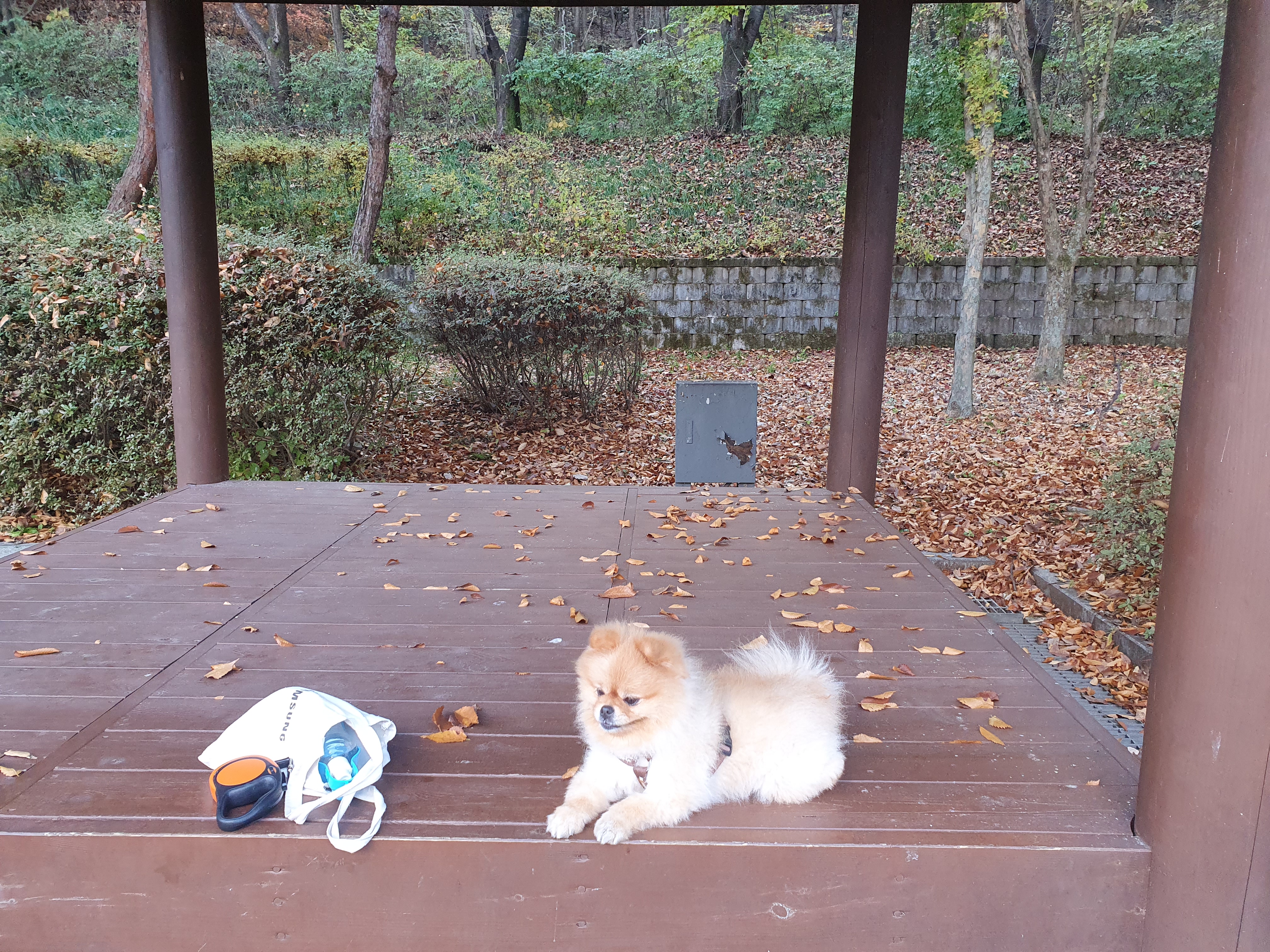 뽀뽀(뽀야)를 입양한지 5년으로 접어들었네요