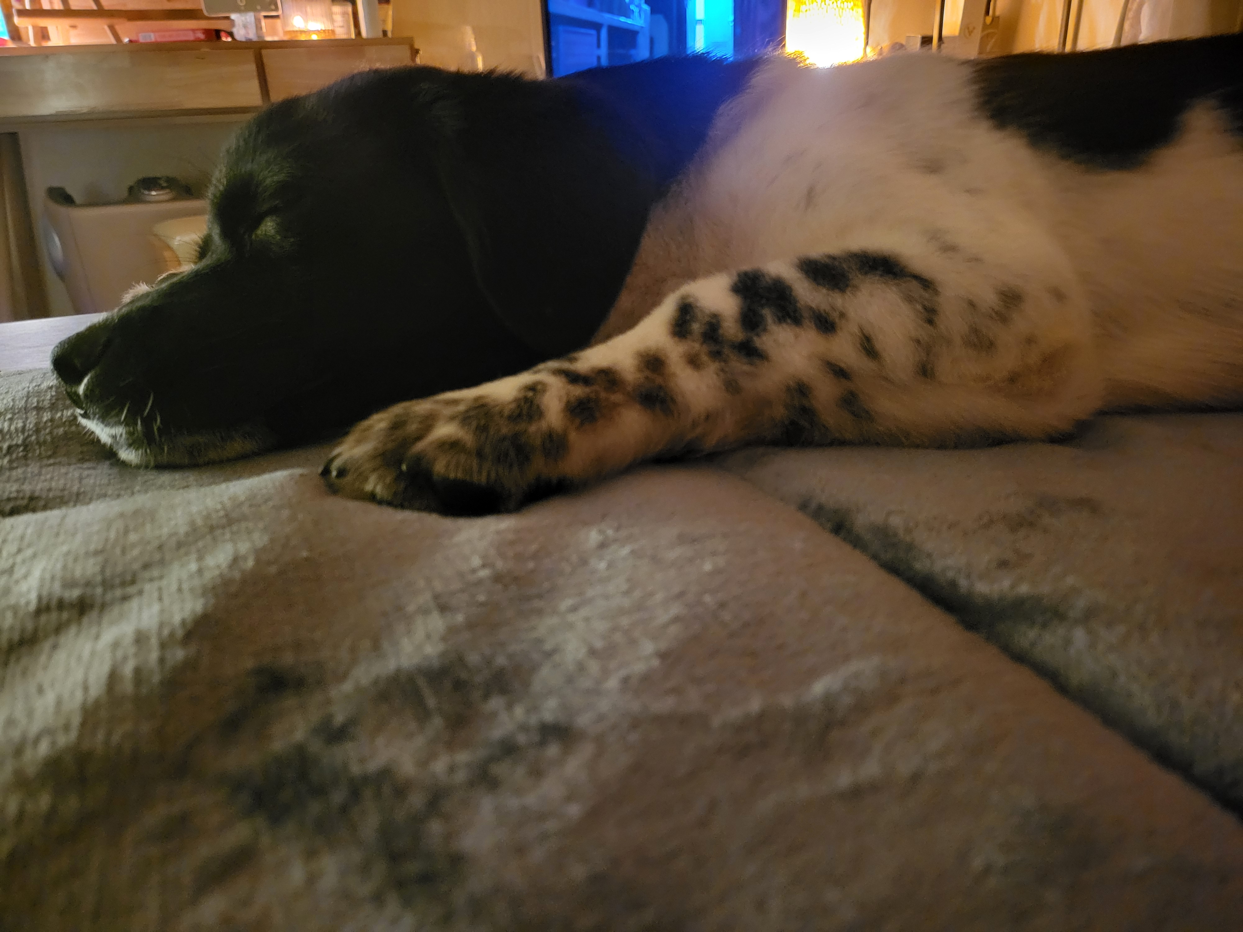 첸첸입양후  2주~