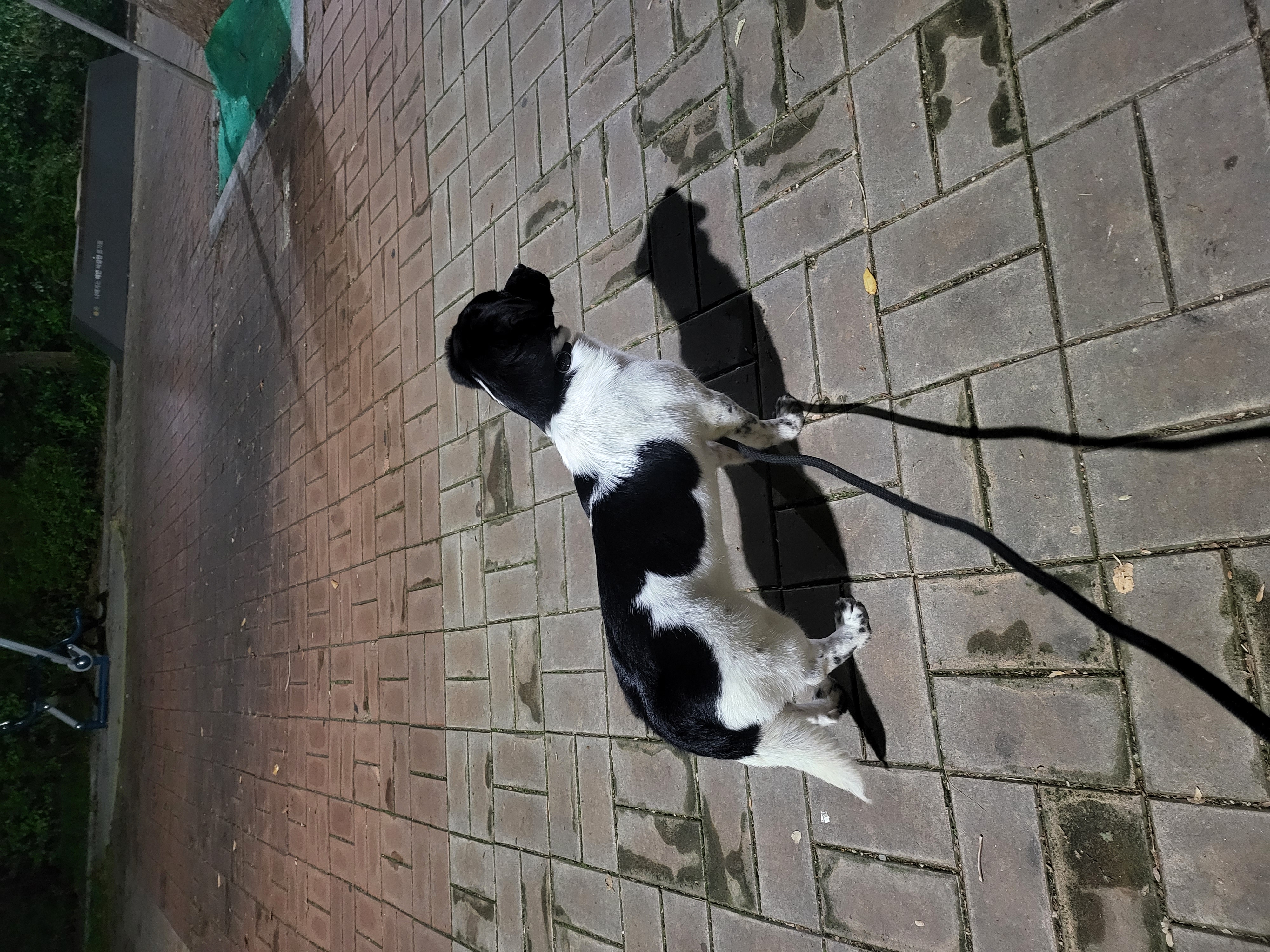 첸첸입양후  2주~