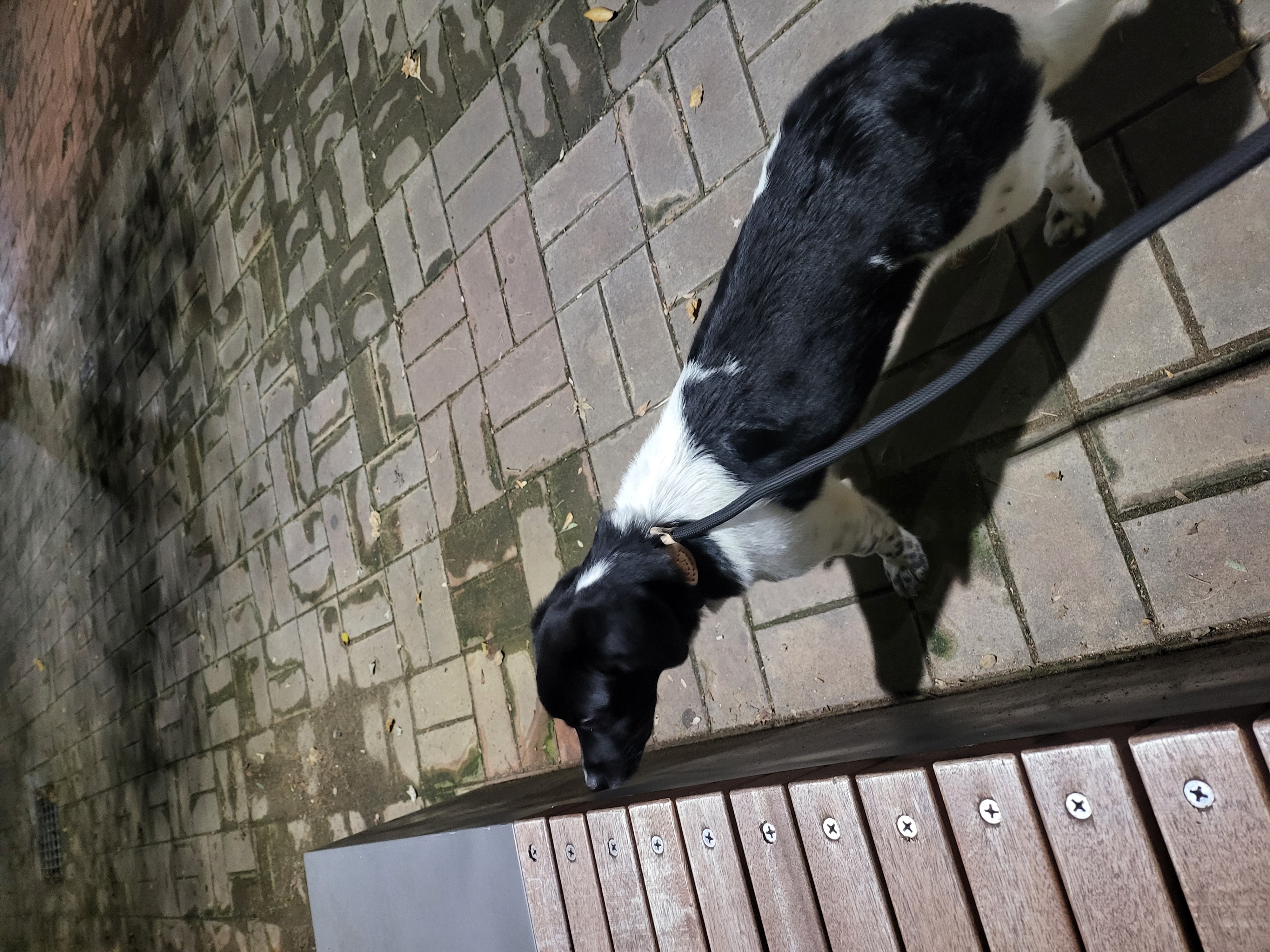 첸첸입양후  2주~