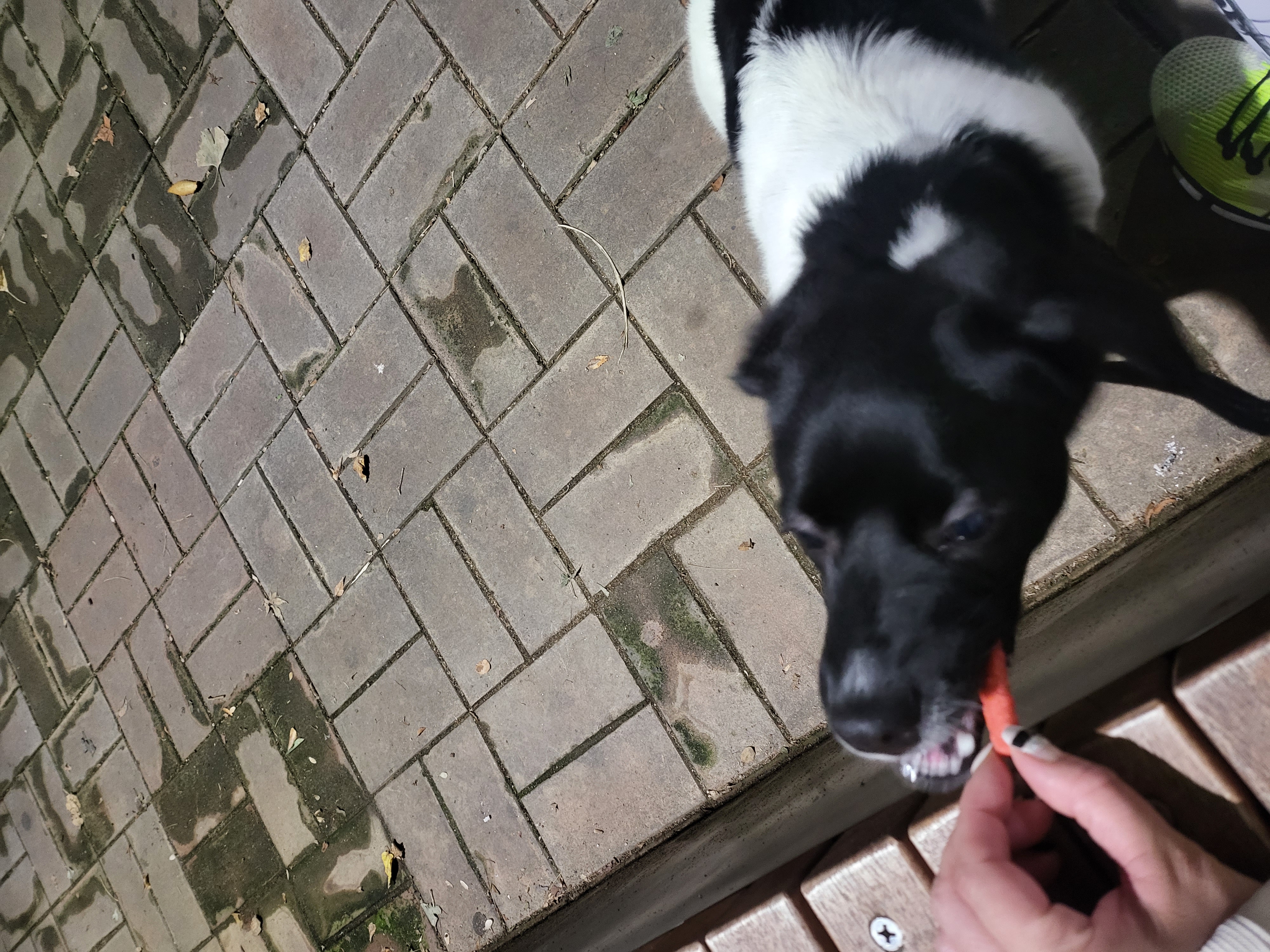 첸첸입양후  2주~