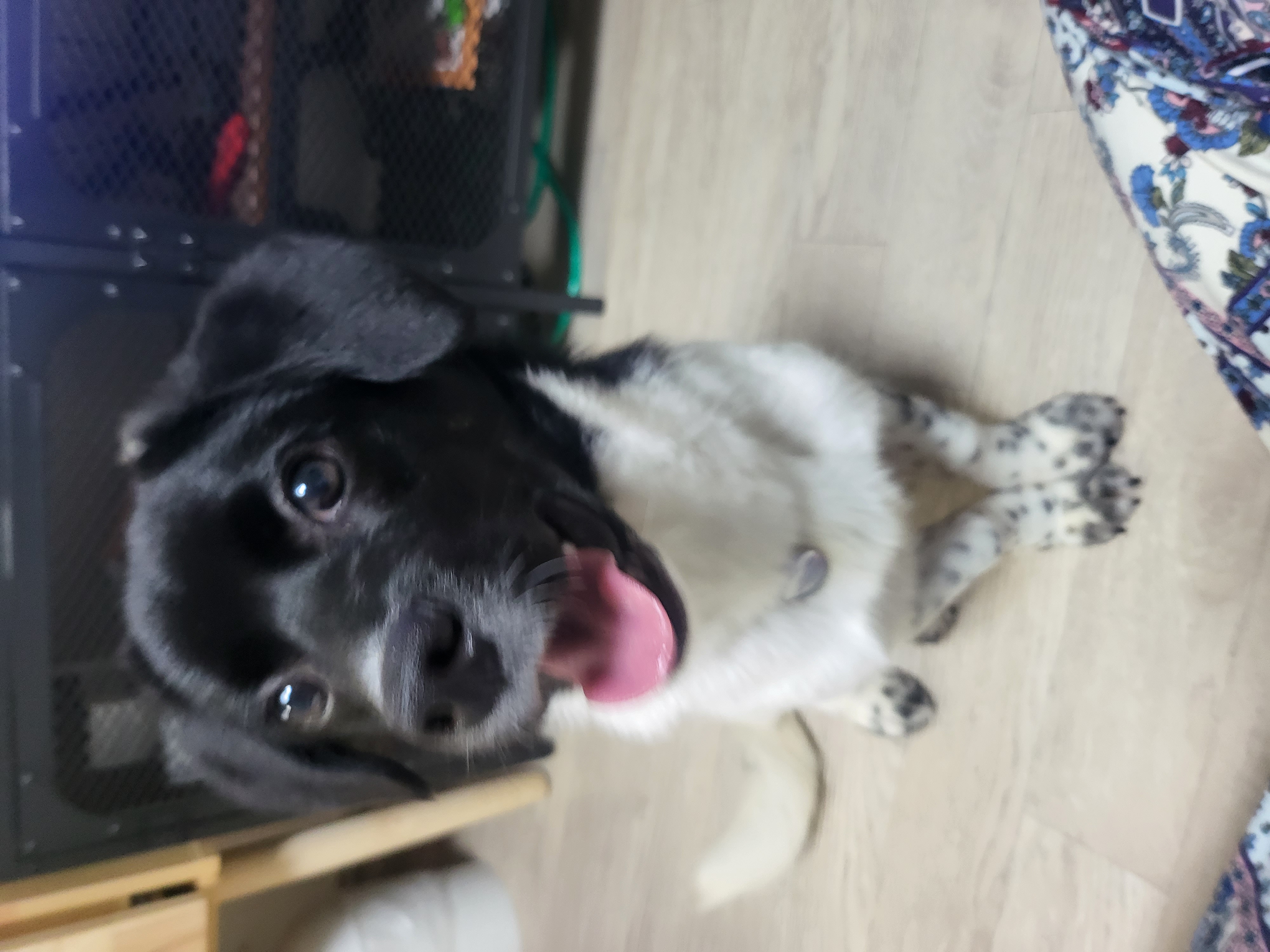 첸첸입양후  2주~