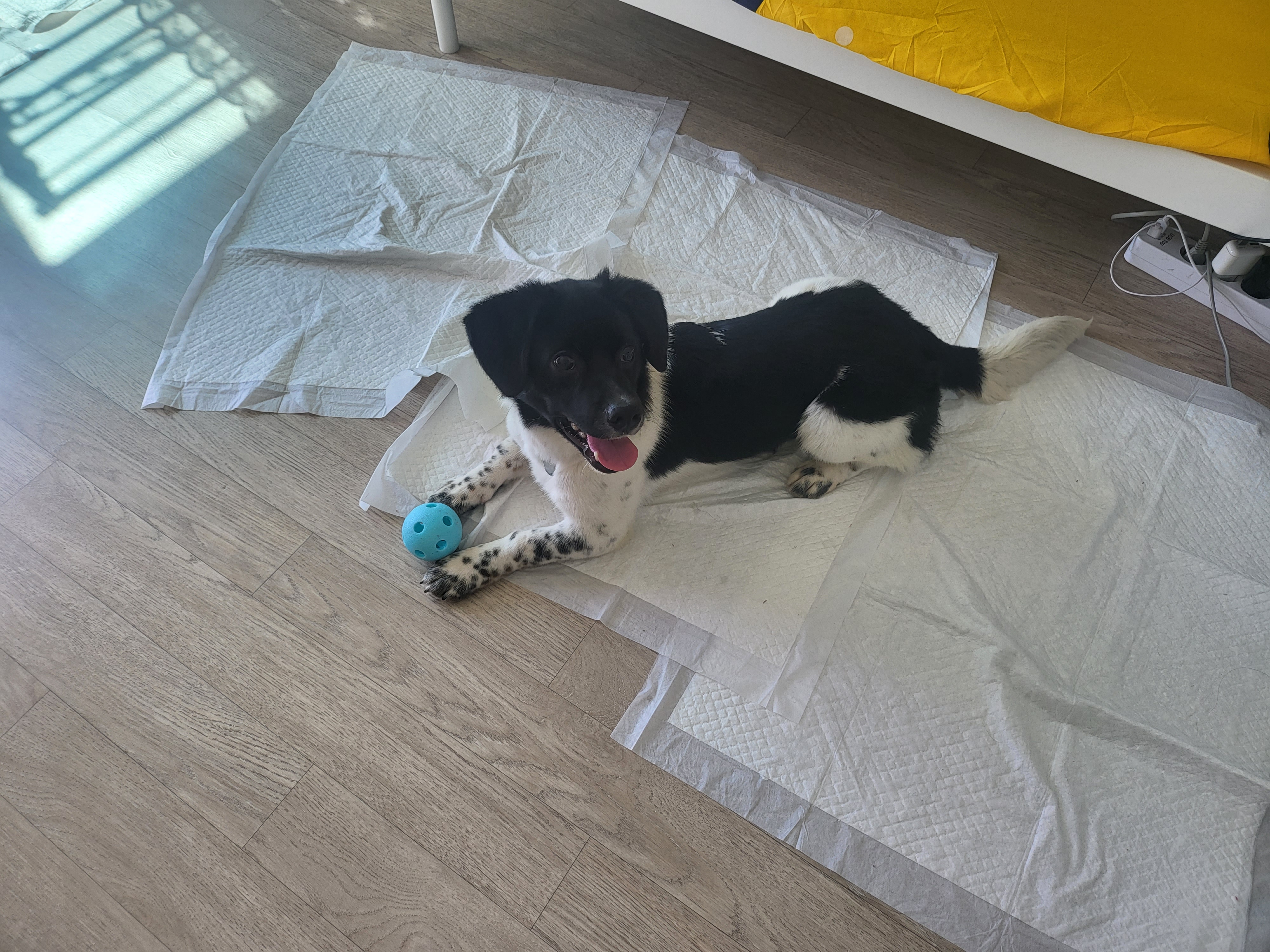 첸첸입양후  2주~