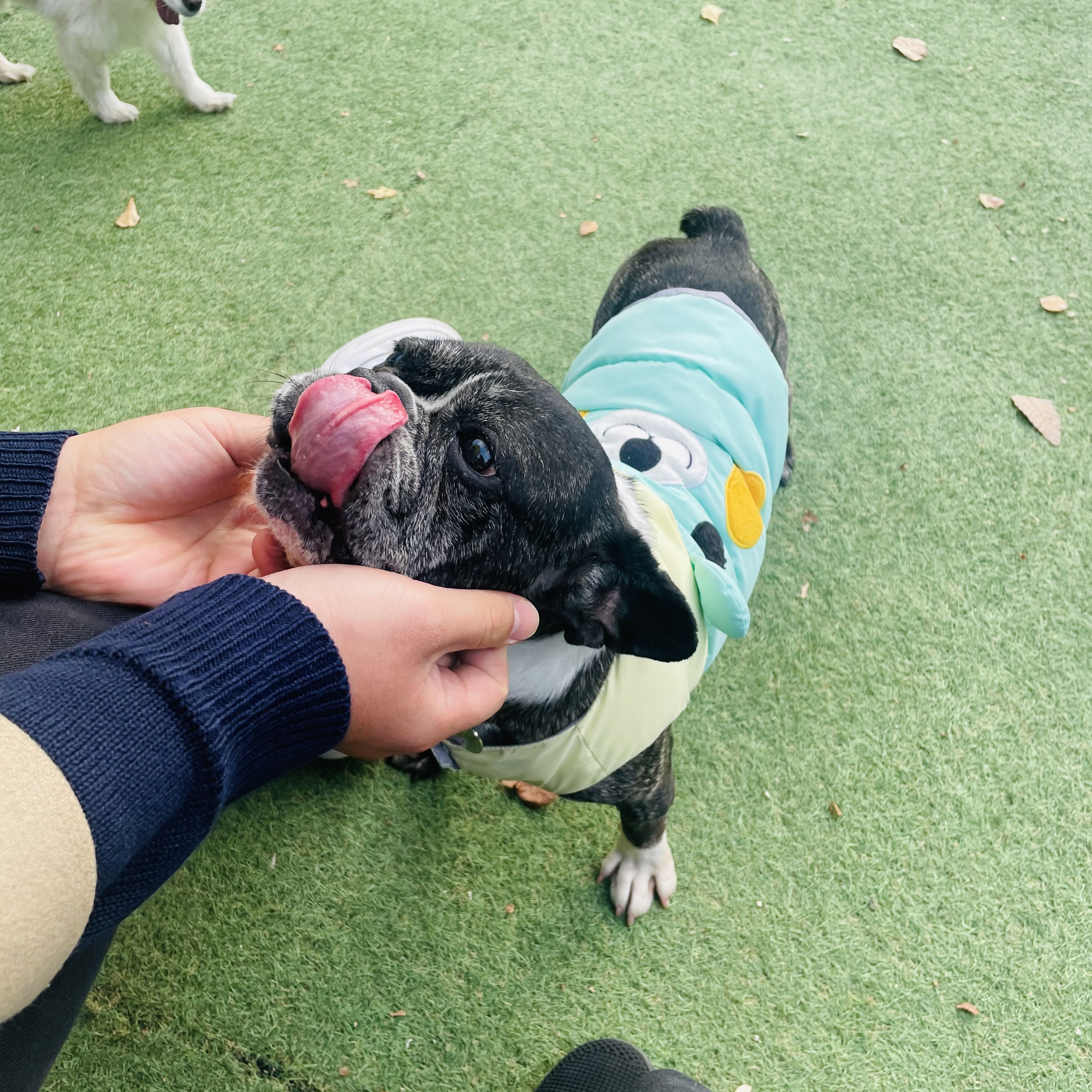 호이 임보 일기