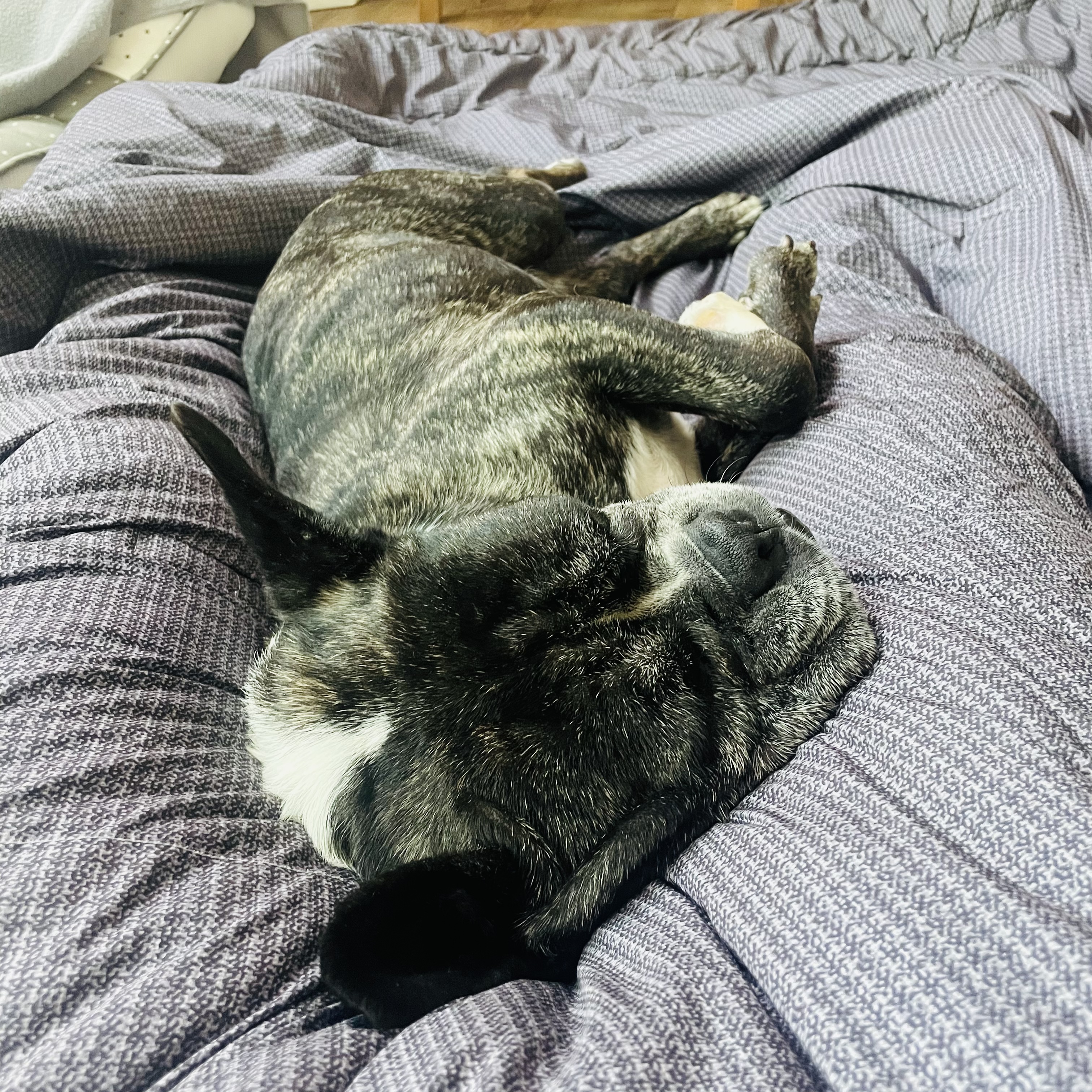 호이 임보 일기